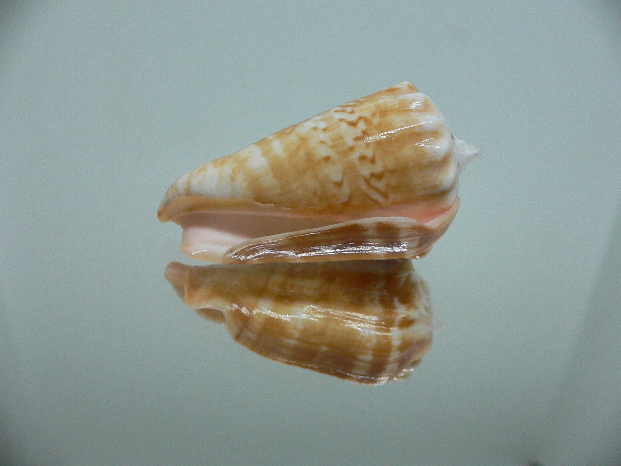 Conomurex coniformis