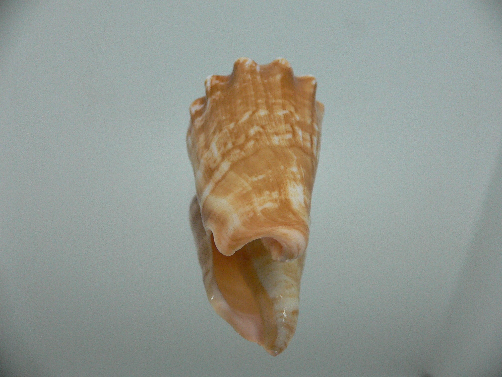 Conomurex coniformis