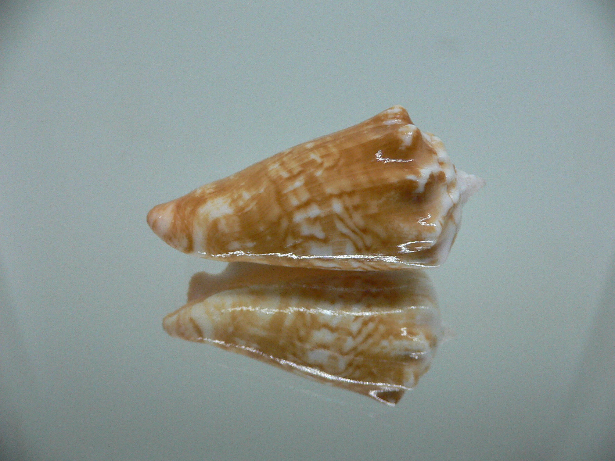 Conomurex coniformis