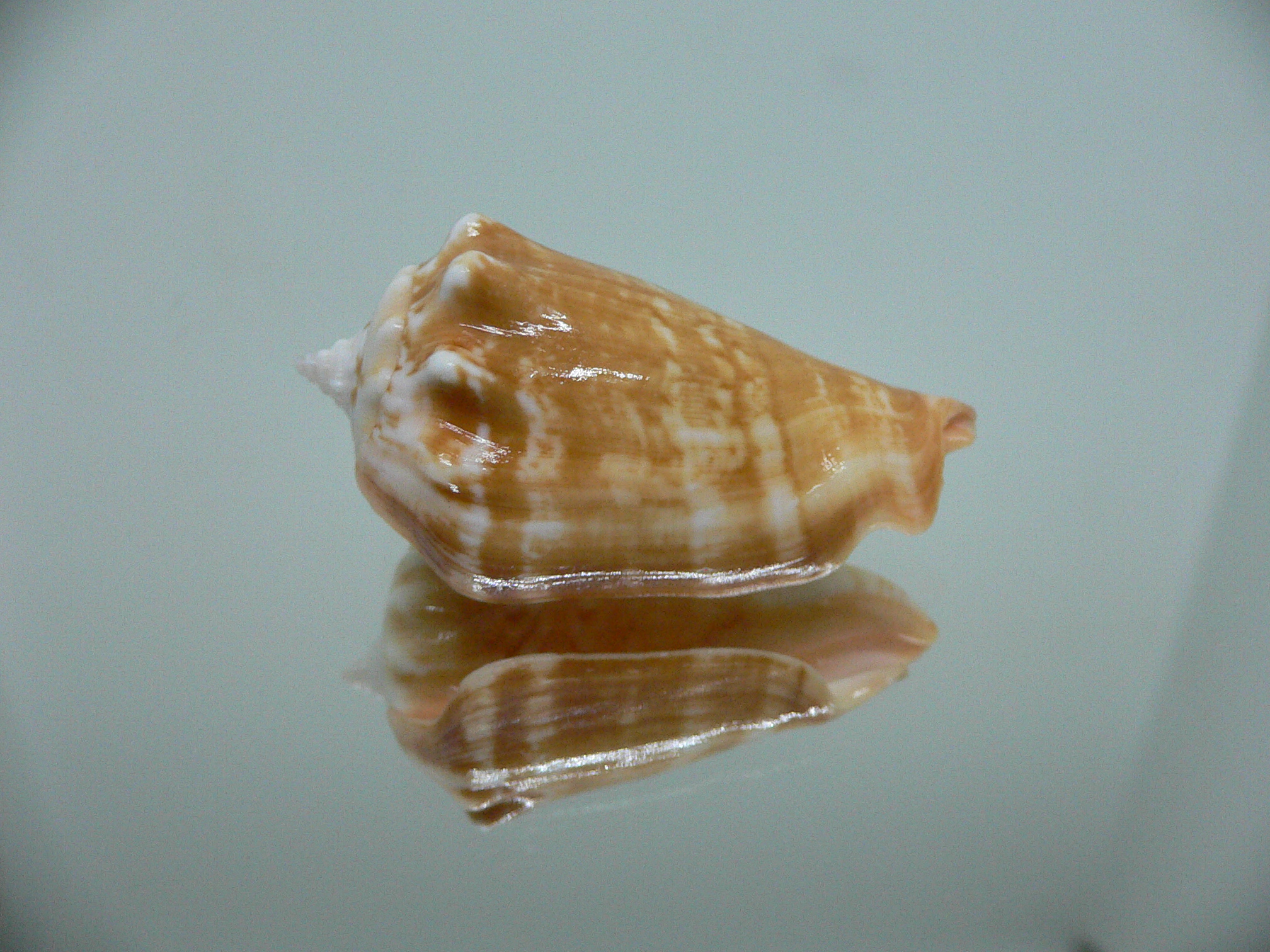 Conomurex coniformis