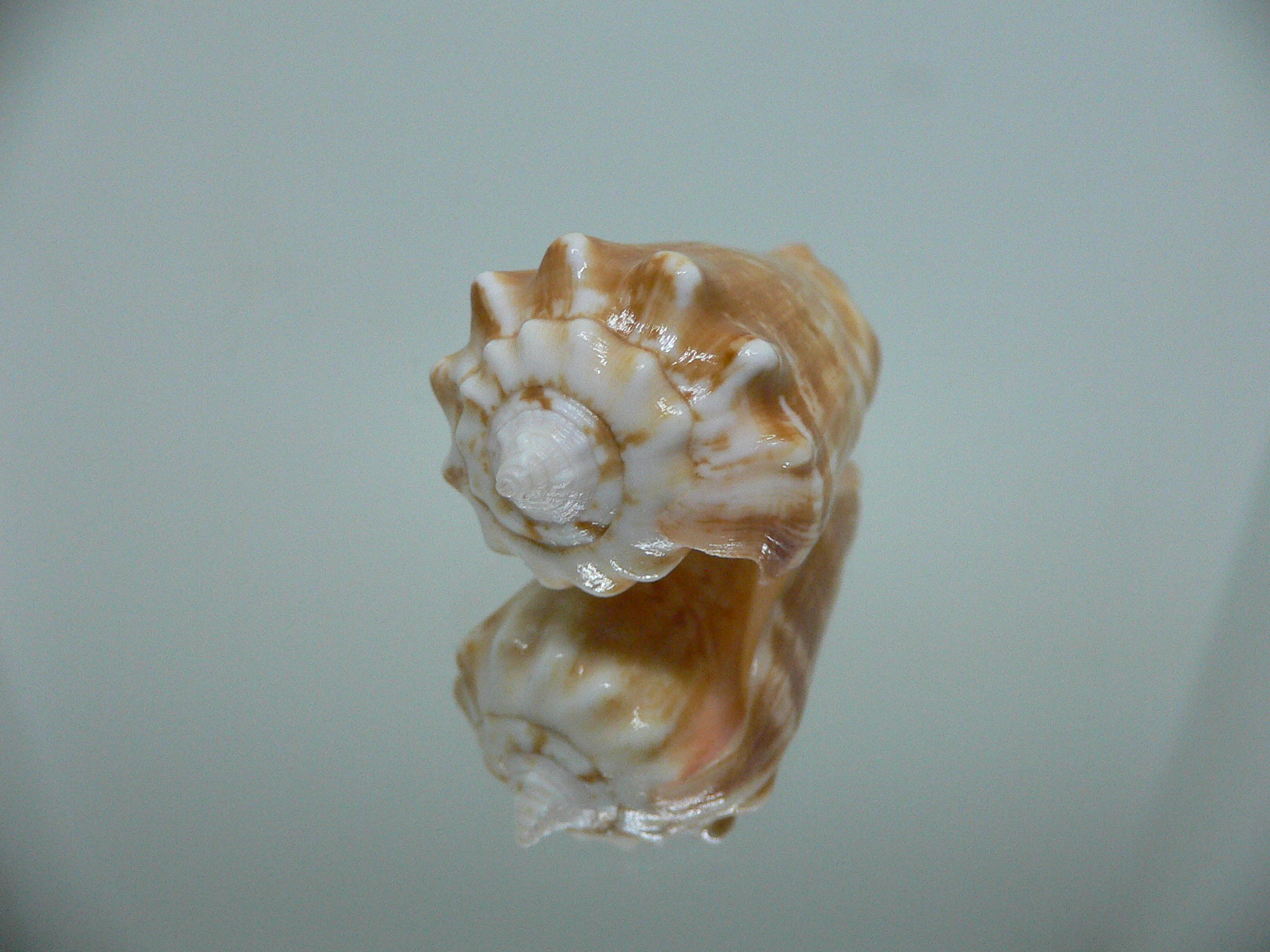 Conomurex coniformis