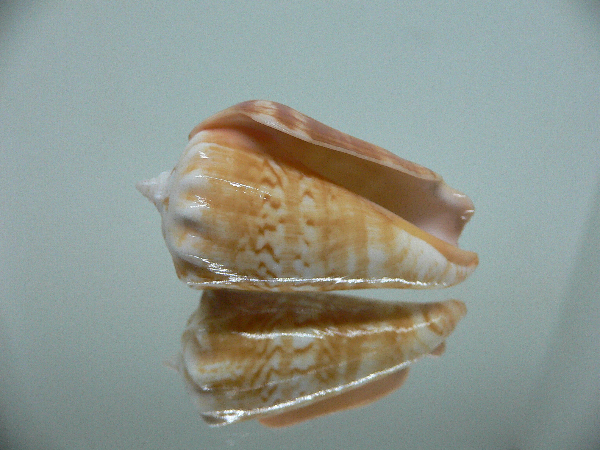 Conomurex coniformis