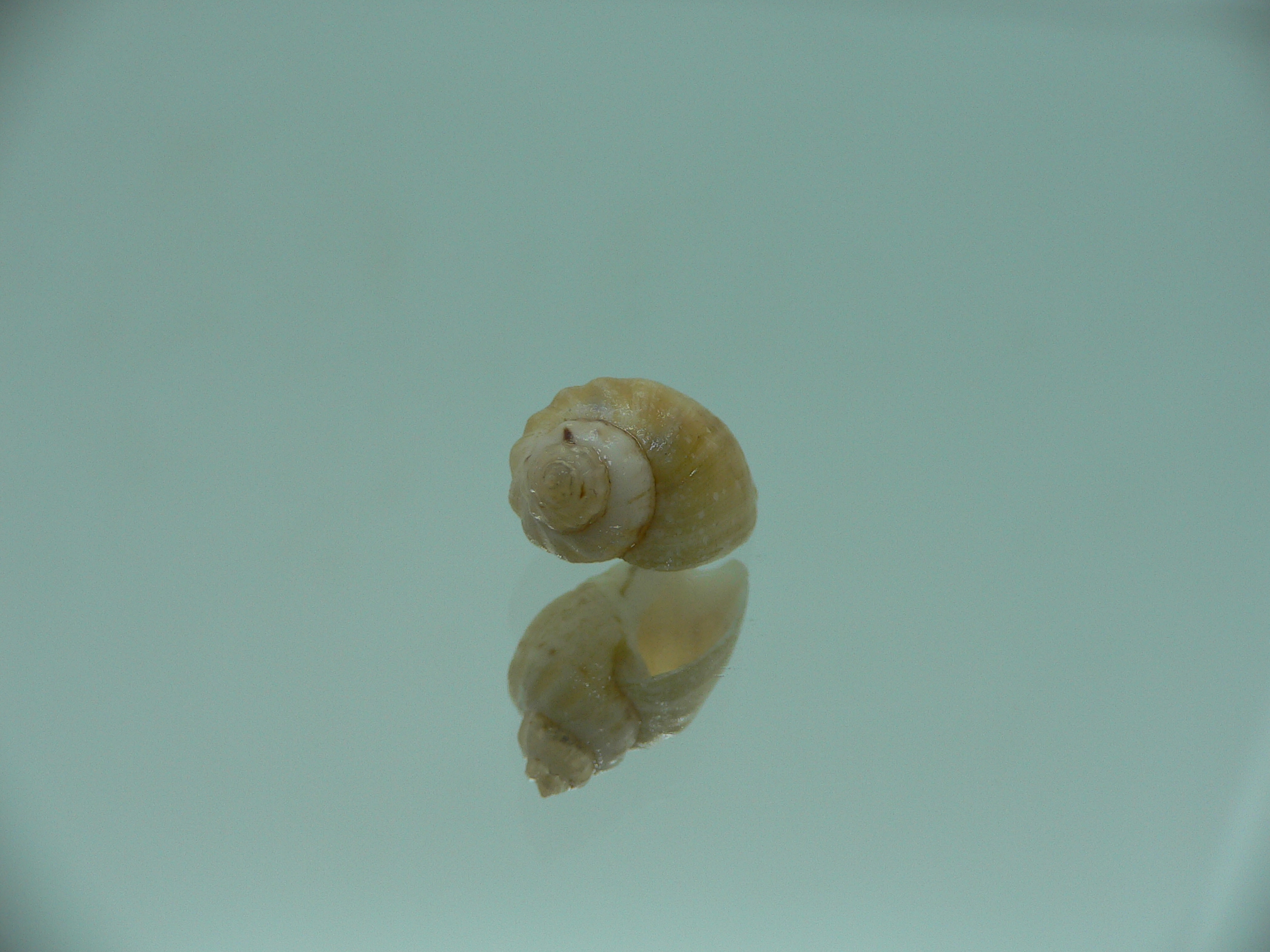 Nassodonta dorri (Oligohalinophila dorri)