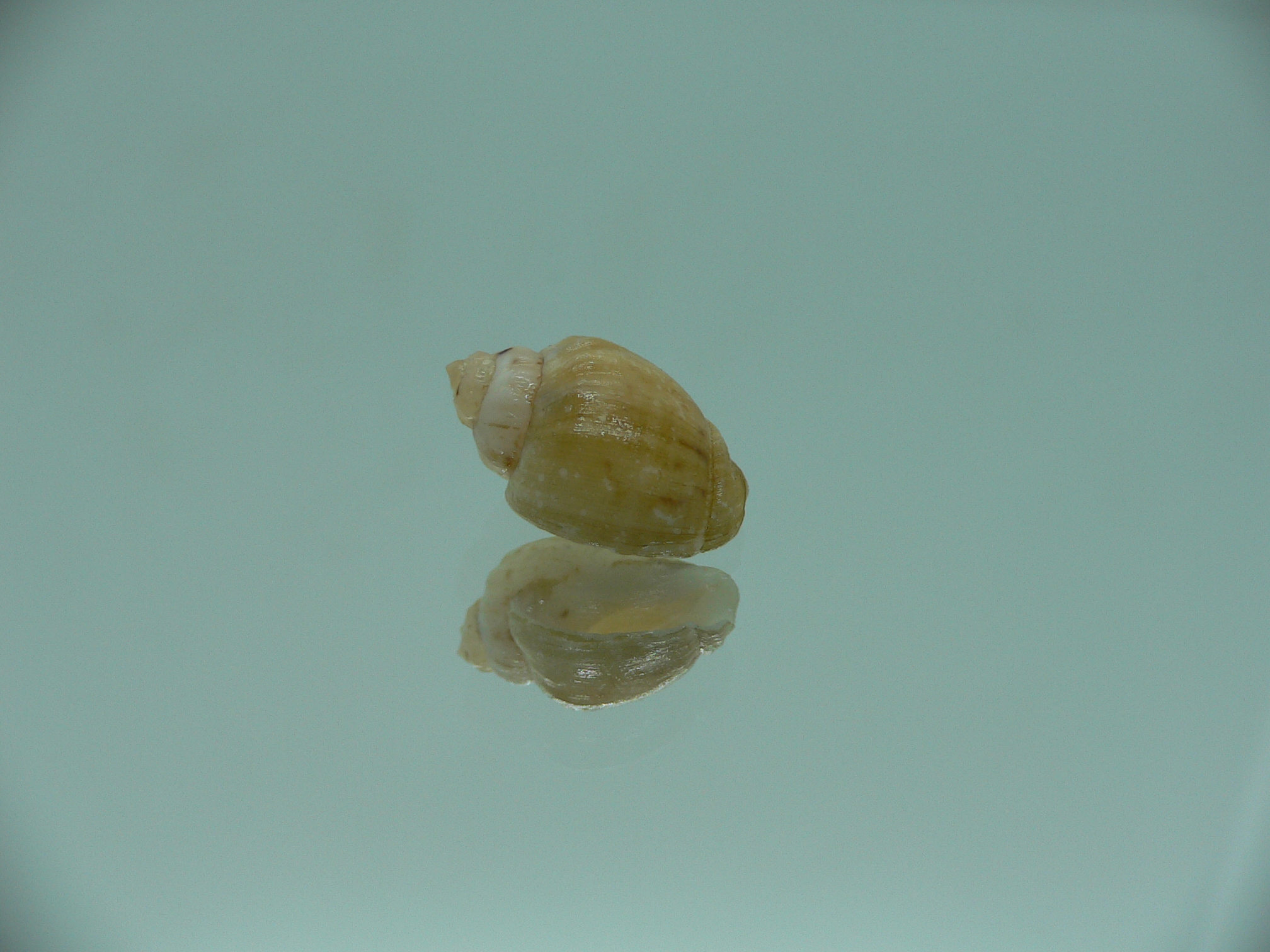 Nassodonta dorri (Oligohalinophila dorri)