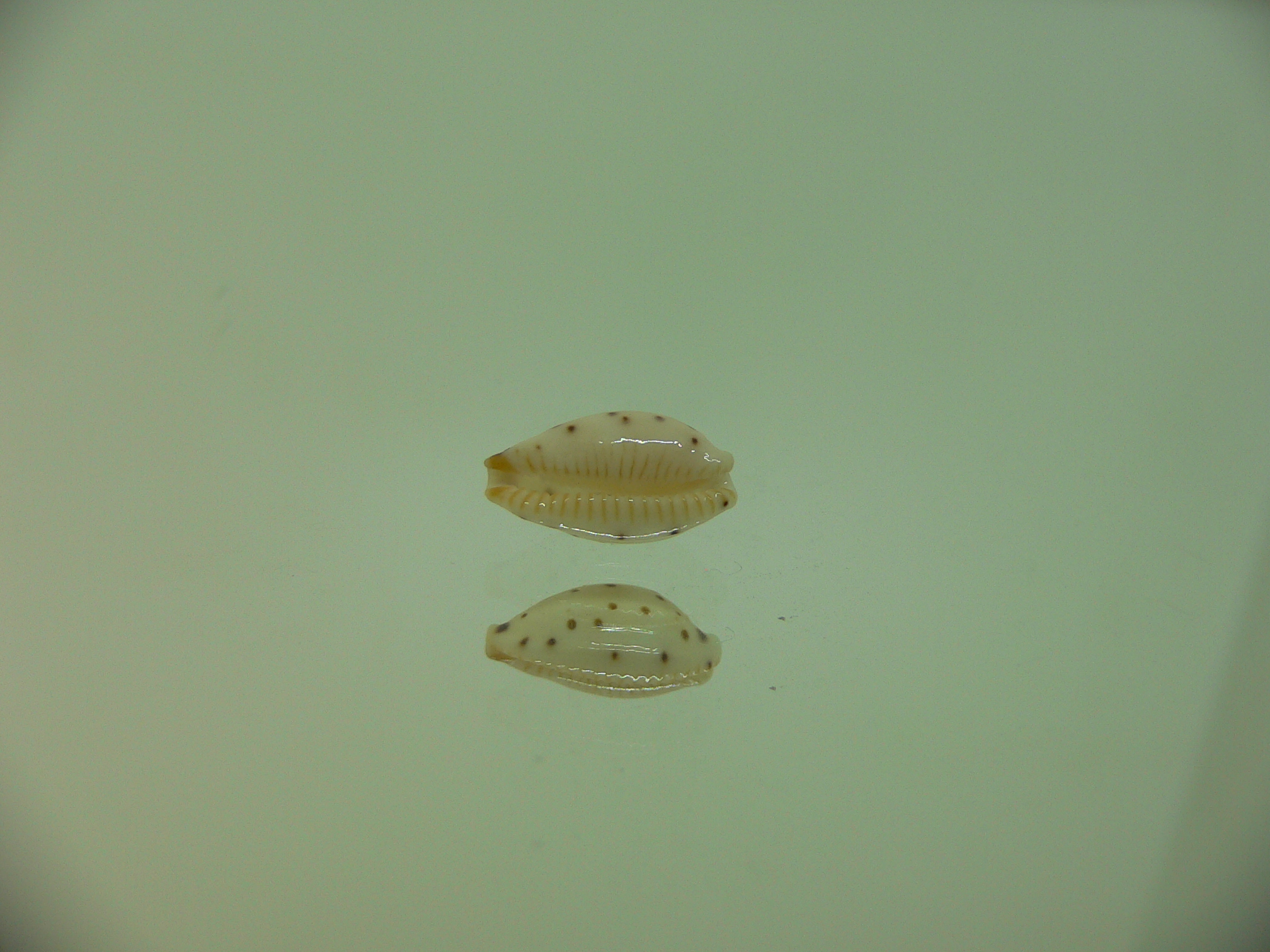 Cypraea punctata SP. ELONGATE