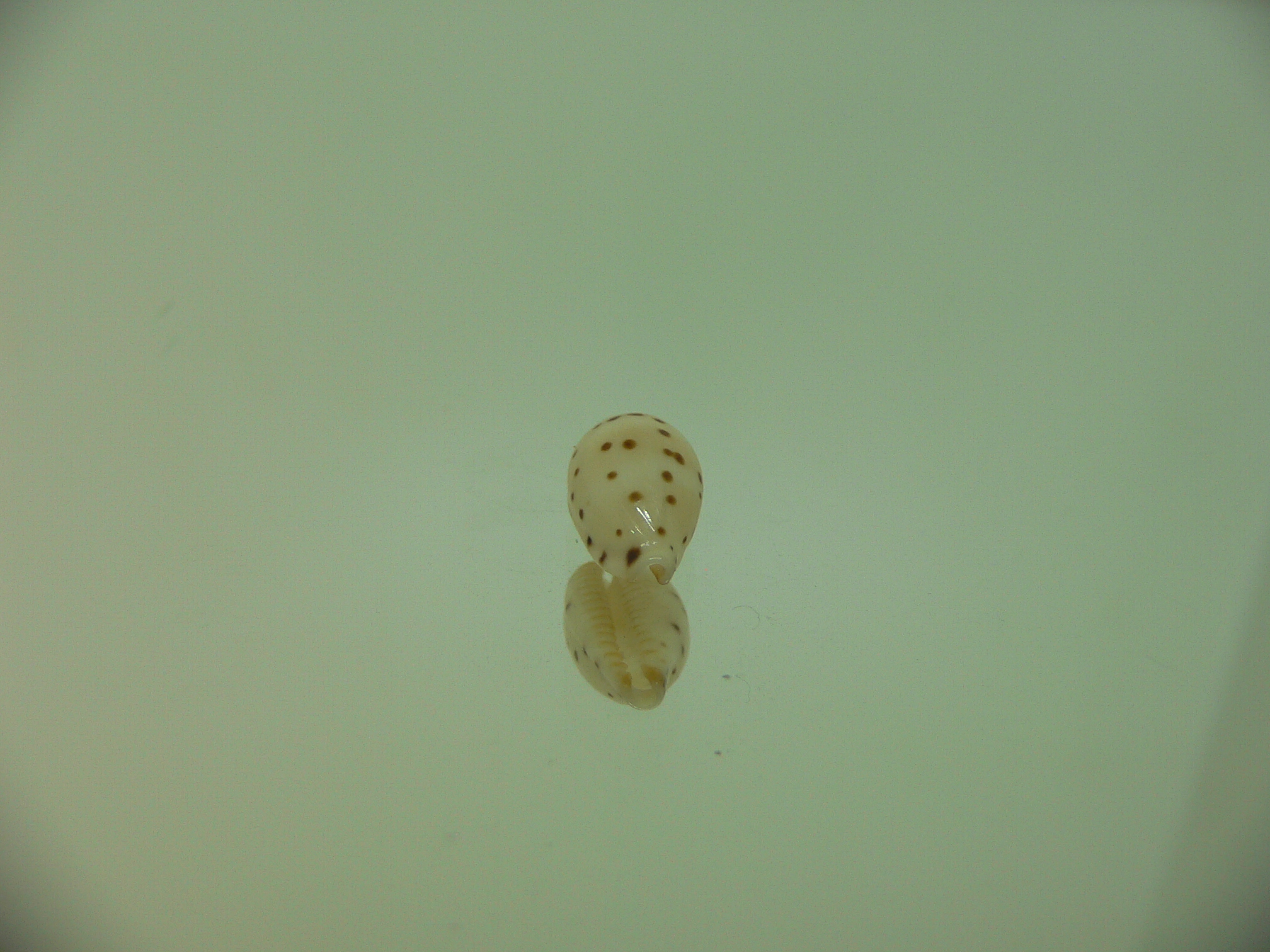 Cypraea punctata SP. ELONGATE