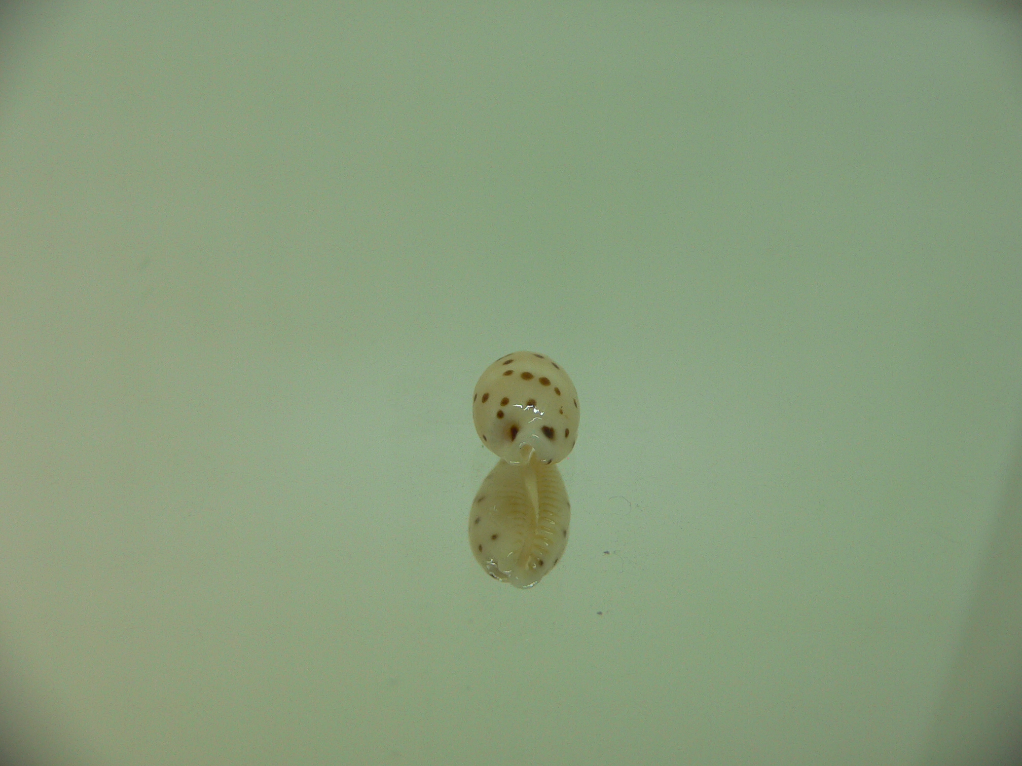 Cypraea punctata SP. ELONGATE
