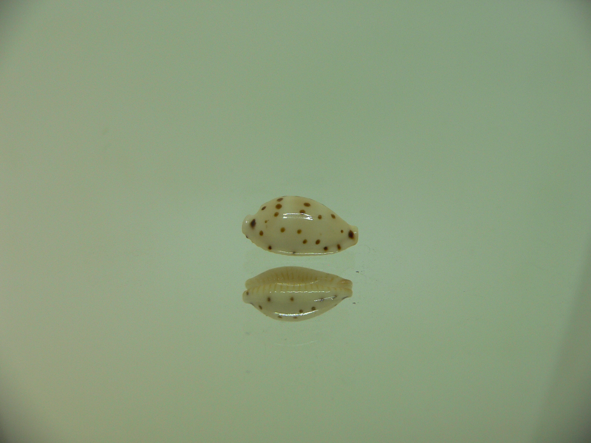 Cypraea punctata SP. ELONGATE