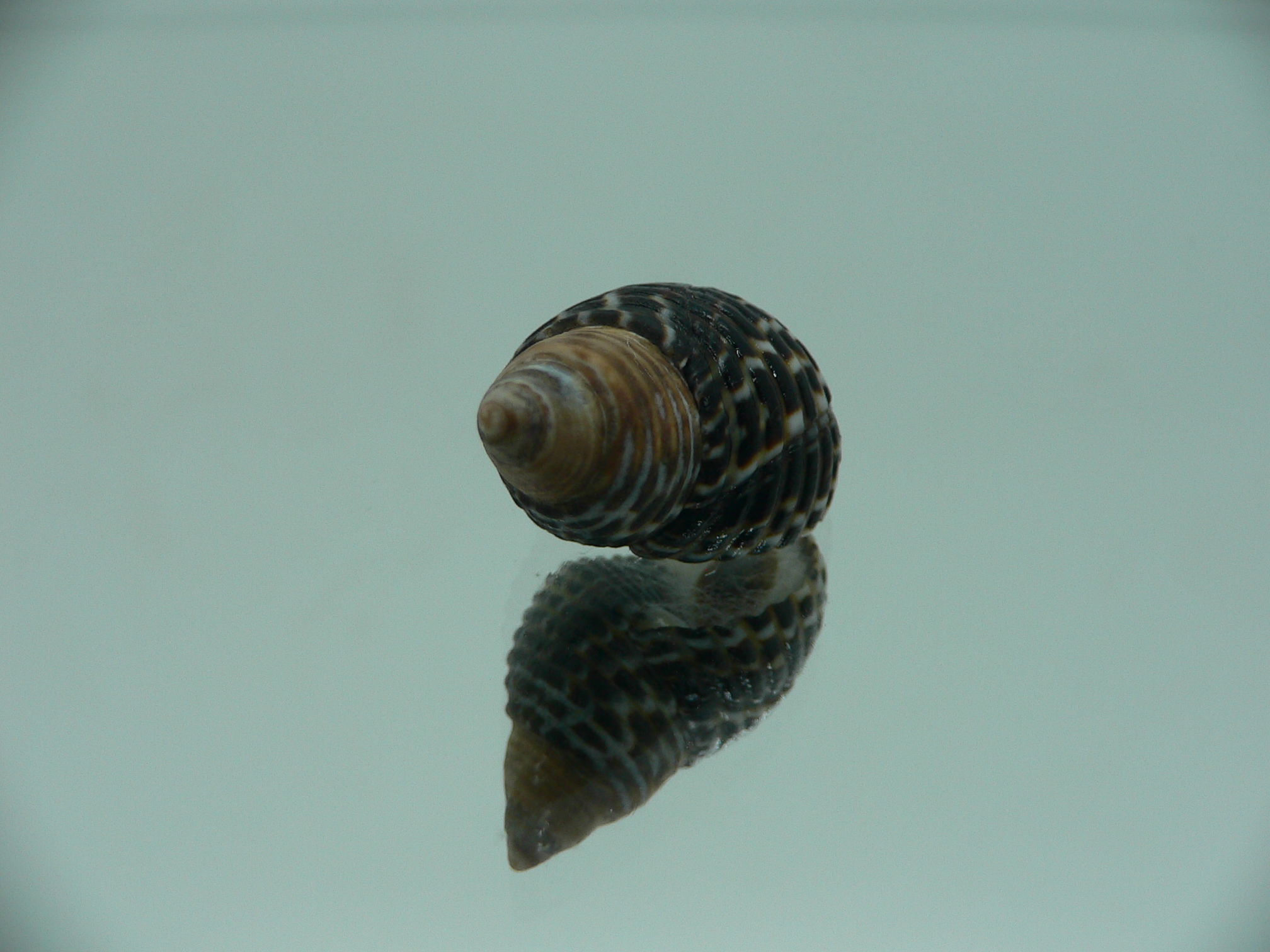 Planaxis lineolatus TRICOLOR