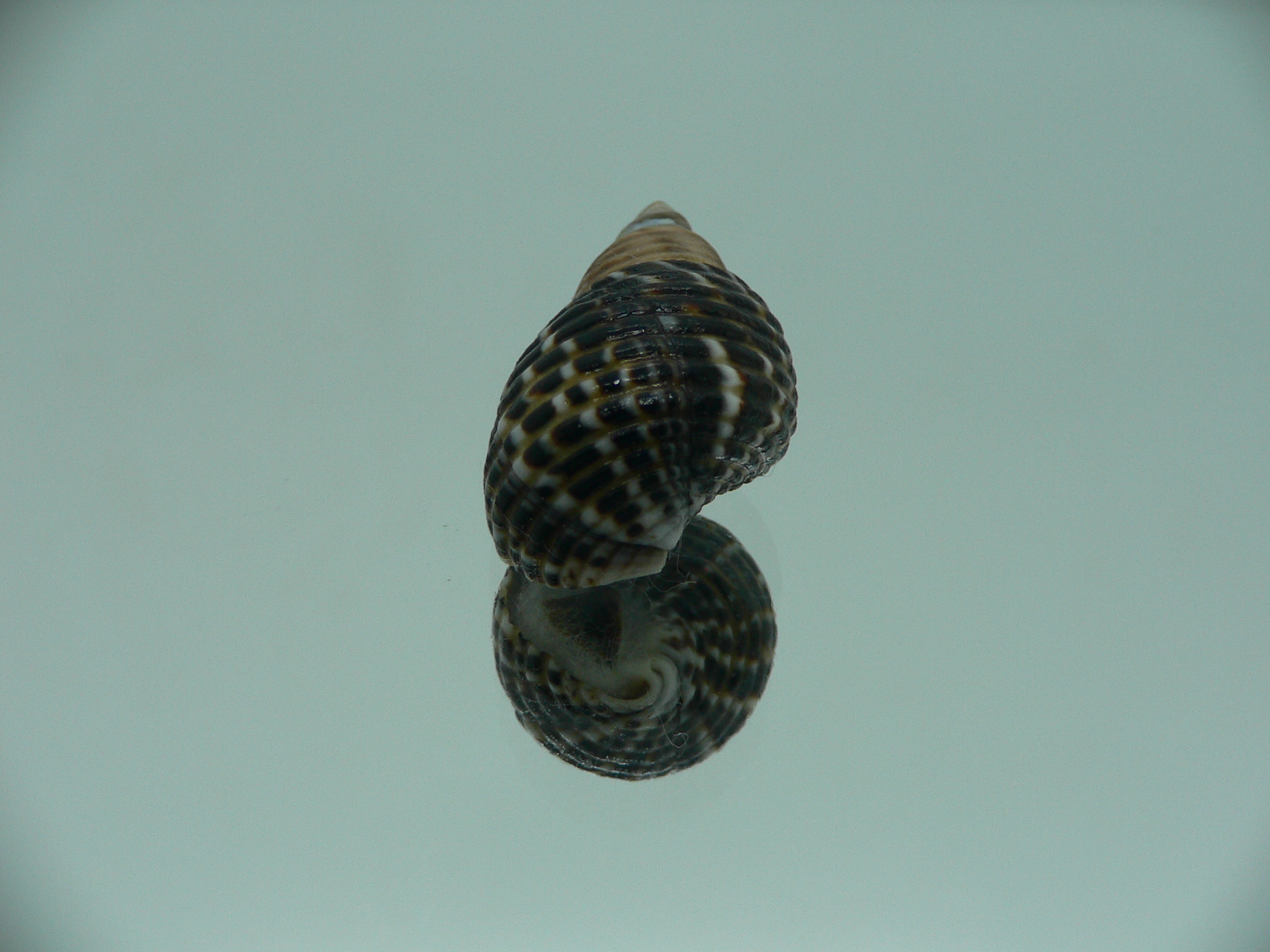 Planaxis lineolatus TRICOLOR