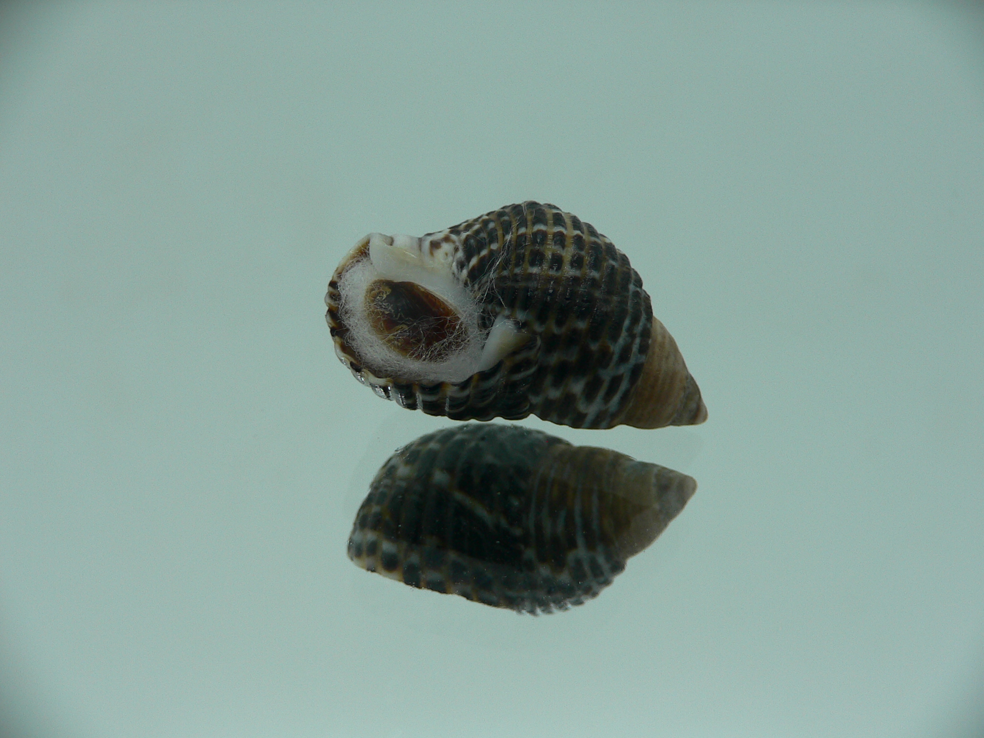 Planaxis lineolatus TRICOLOR