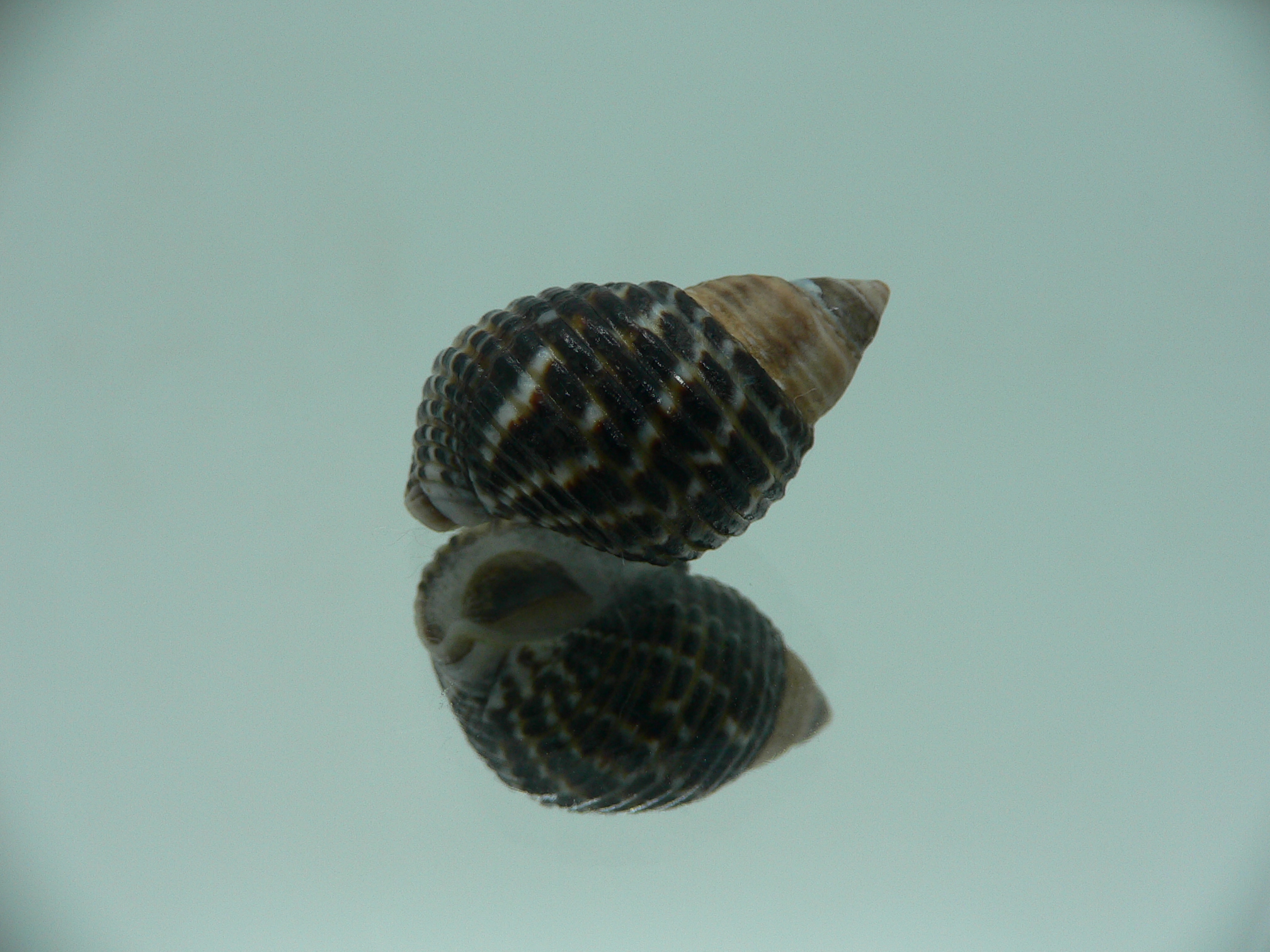 Planaxis lineolatus TRICOLOR