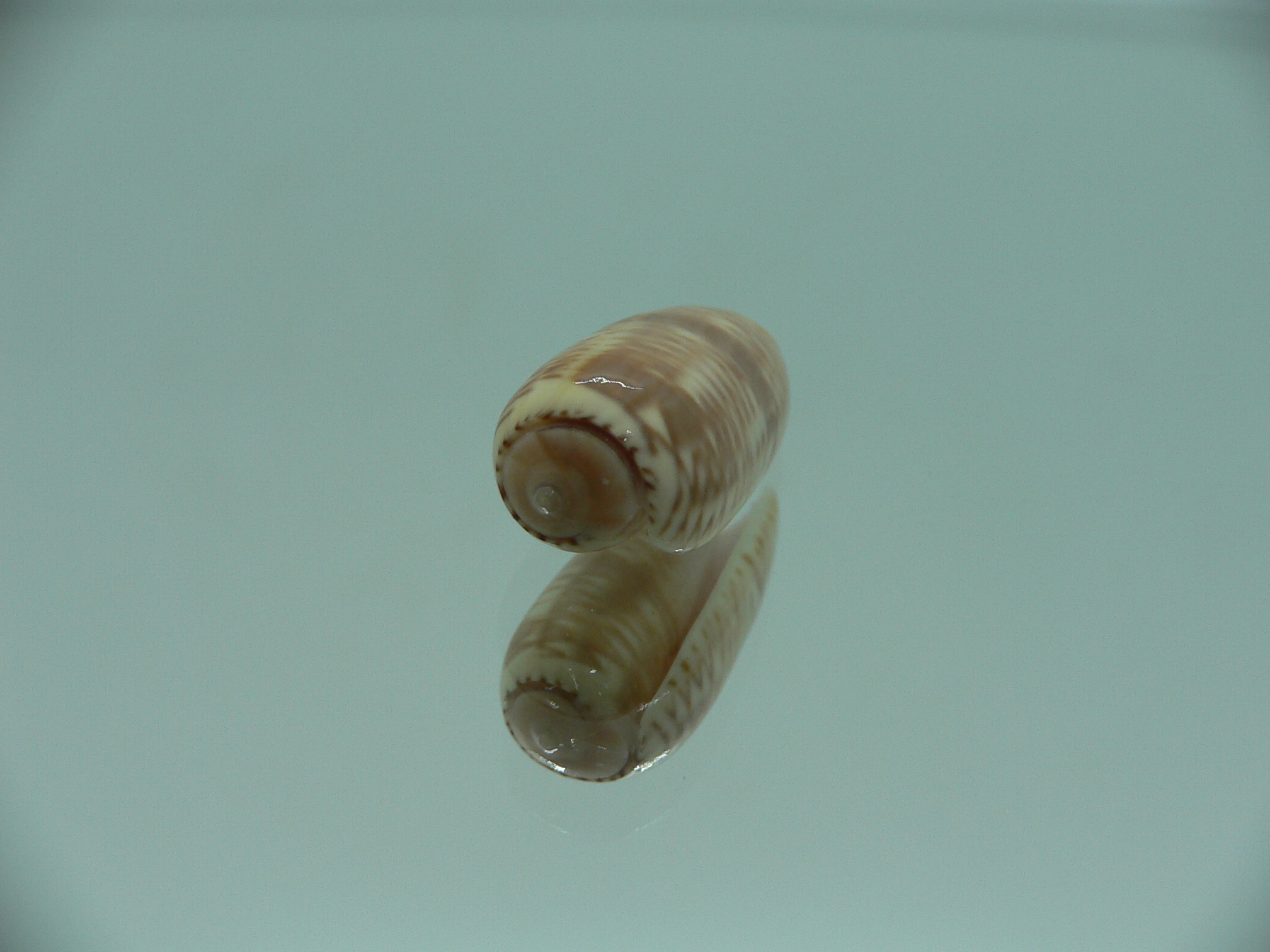 Oliva todosina UNUSUAL