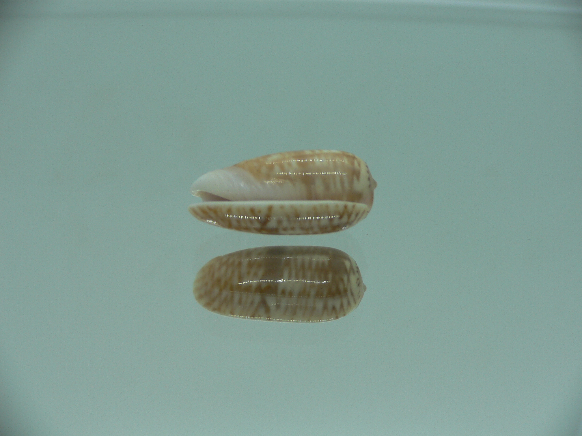 Oliva todosina UNUSUAL