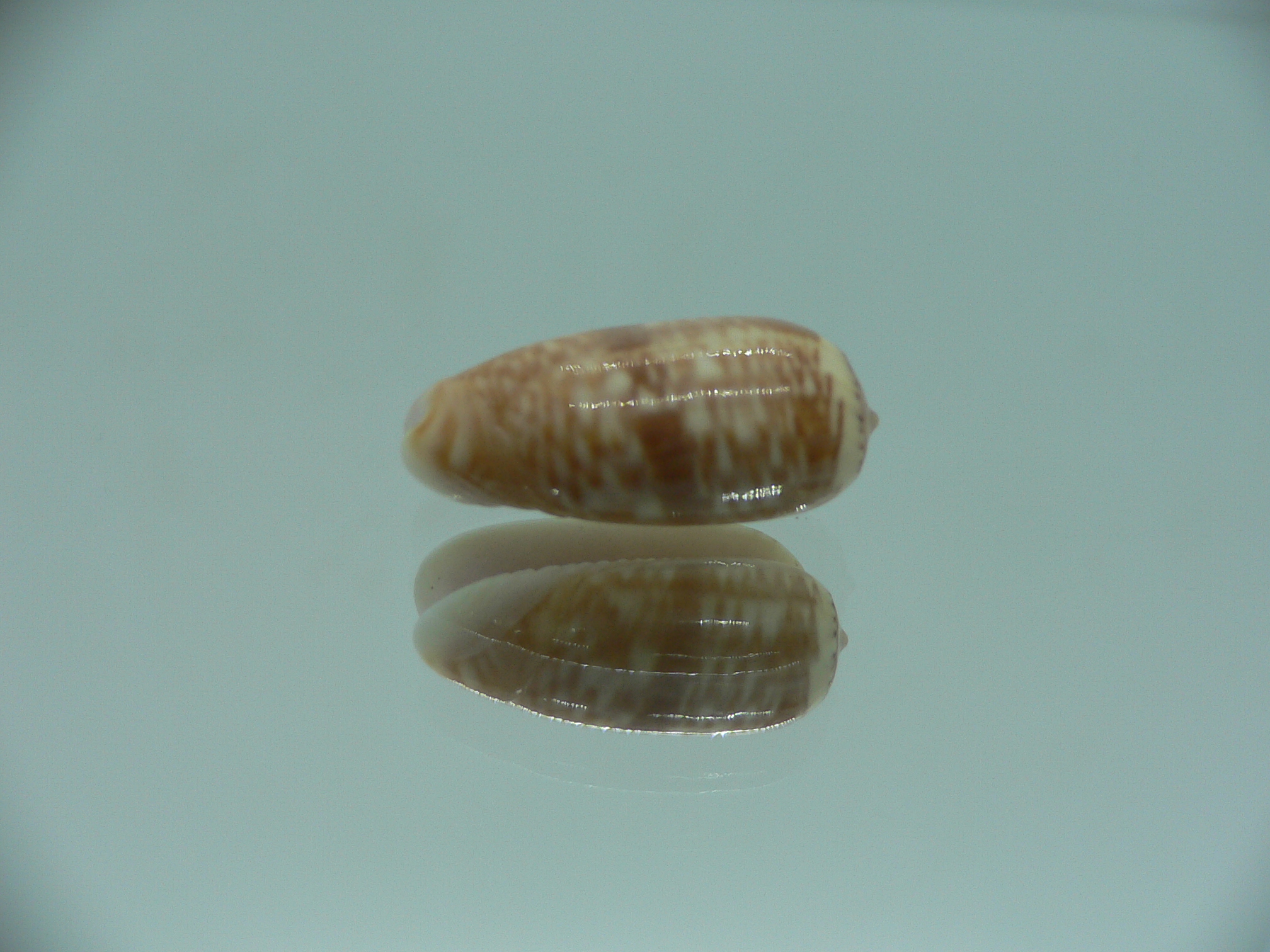 Oliva todosina UNUSUAL