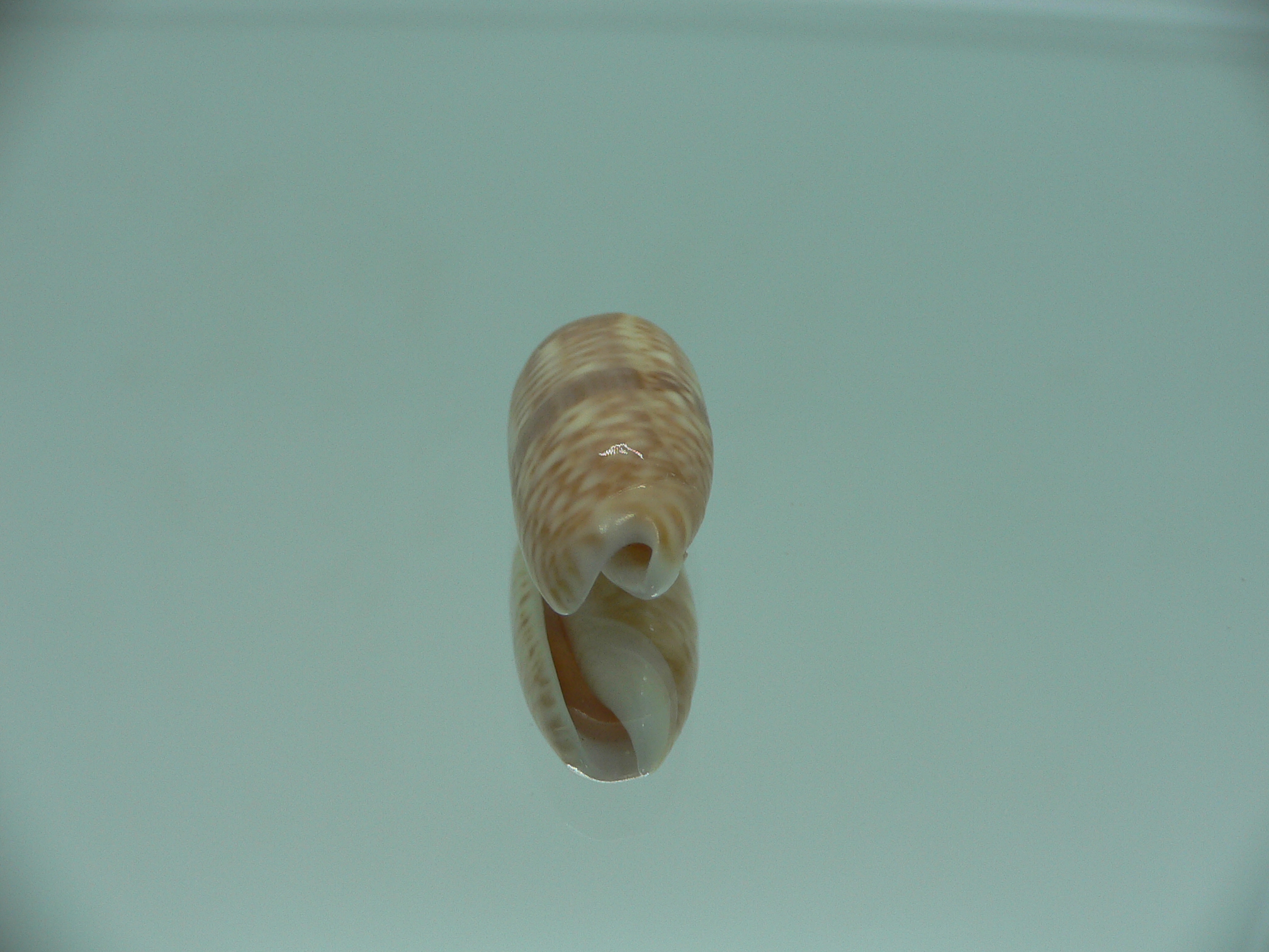 Oliva todosina UNUSUAL