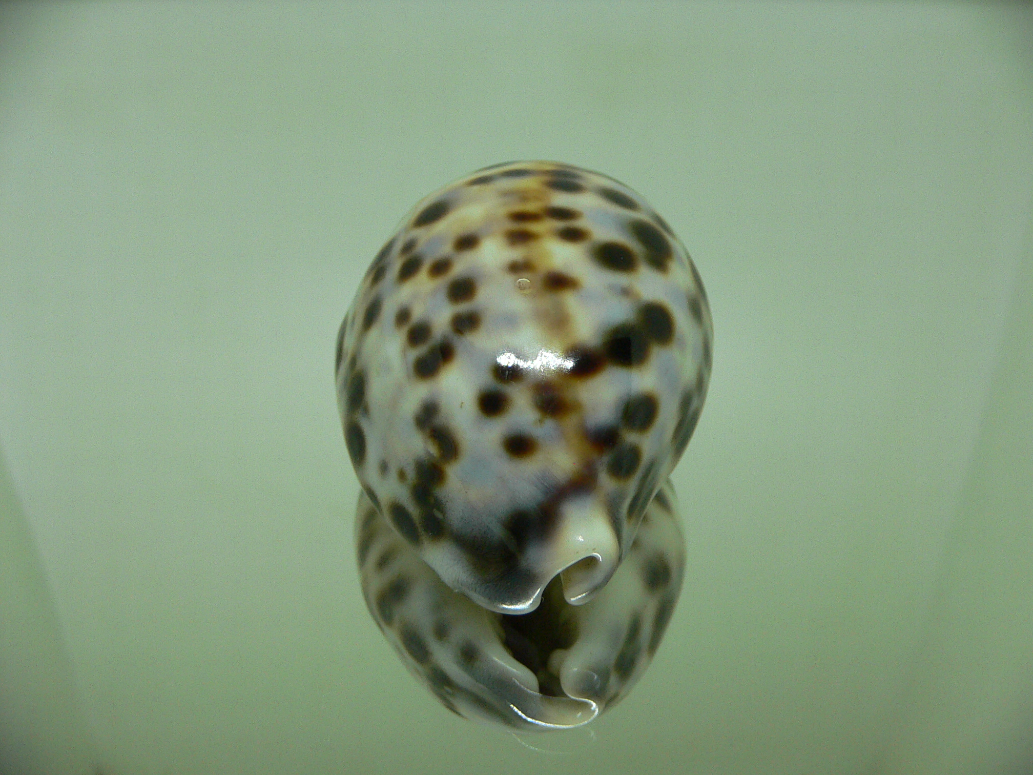 Cypraea tigris pardalis COLOURED DWARF