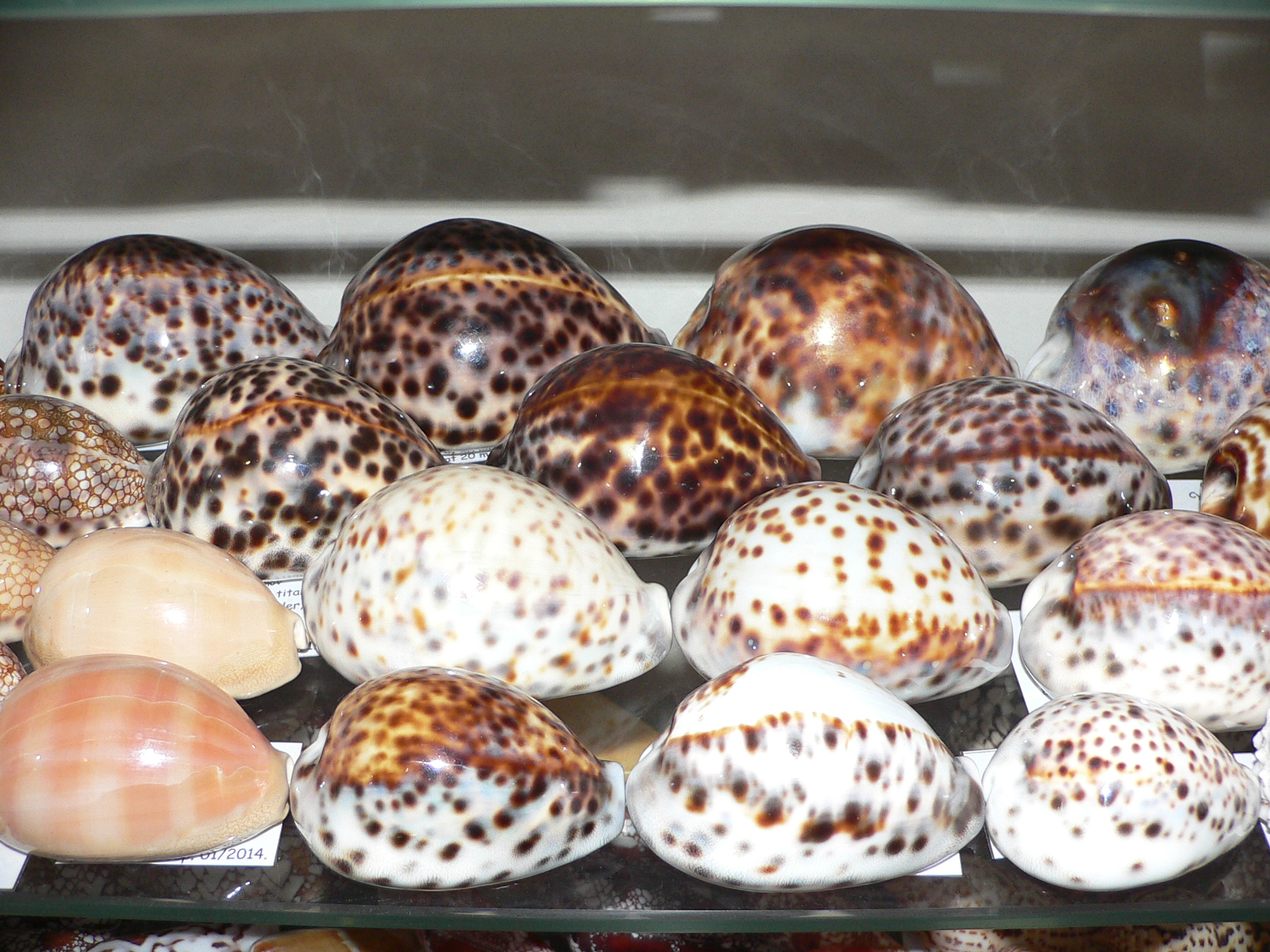 Cypraea tigris pardalis COLOURED DWARF