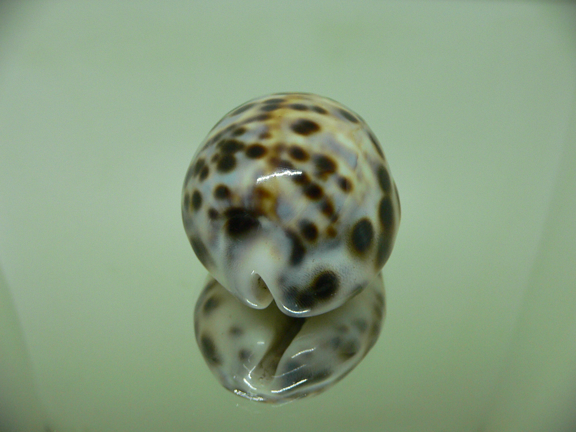 Cypraea tigris pardalis COLOURED DWARF