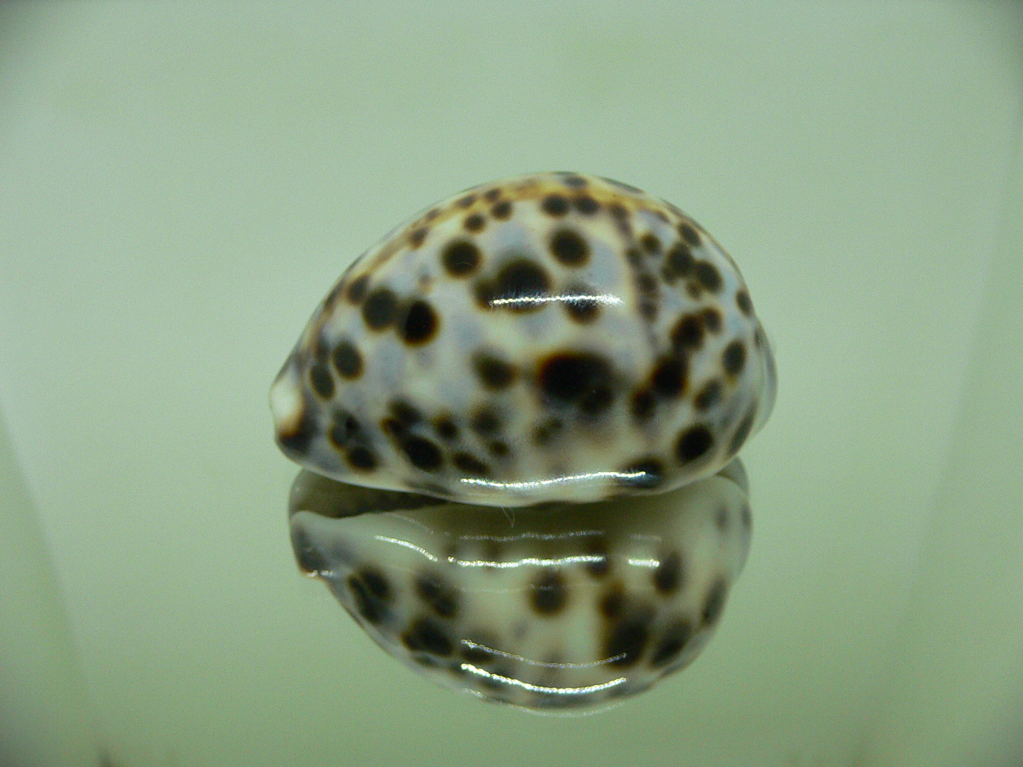 Cypraea tigris pardalis COLOURED DWARF