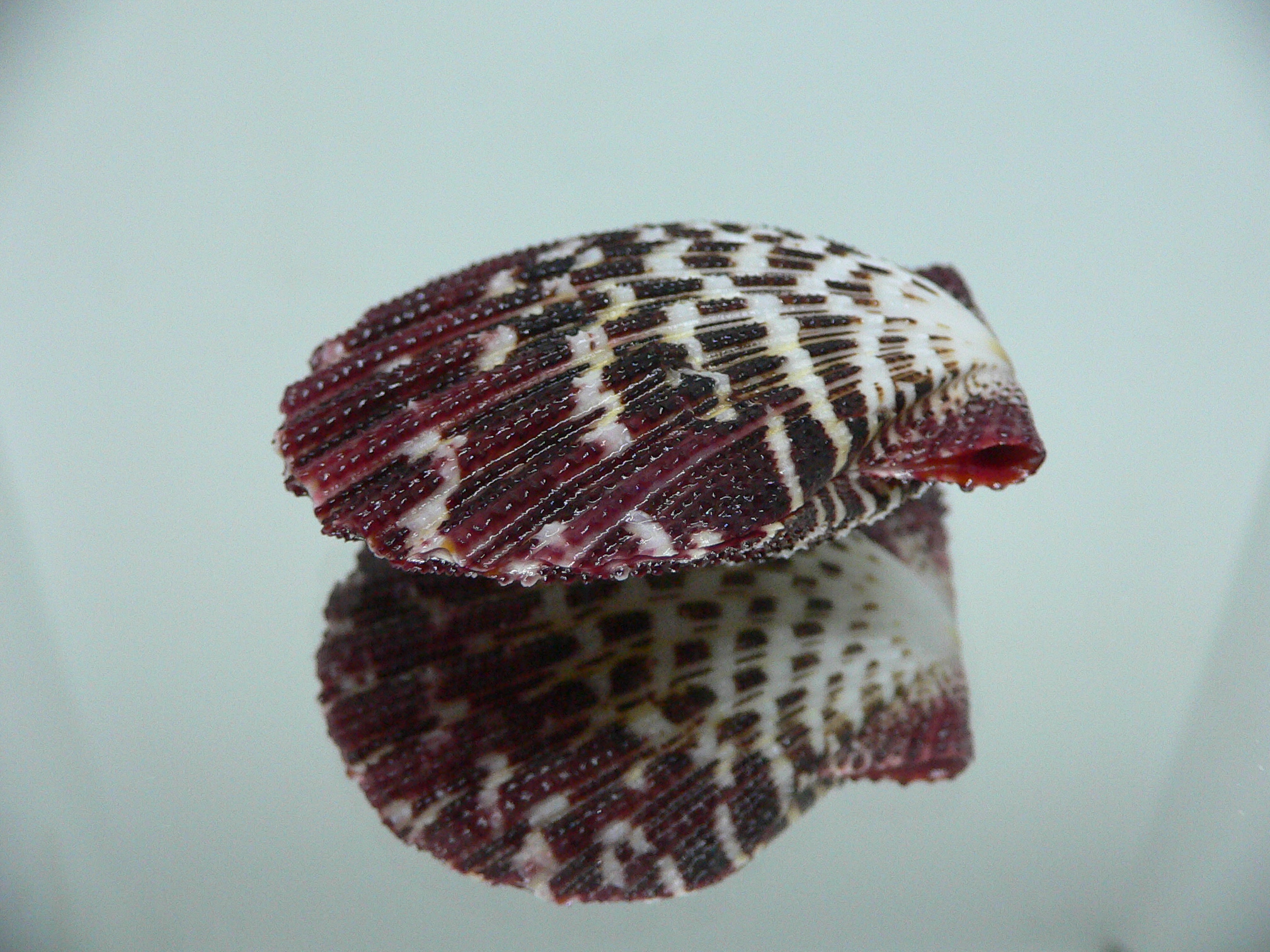 Gloripallium pallium HEAVY