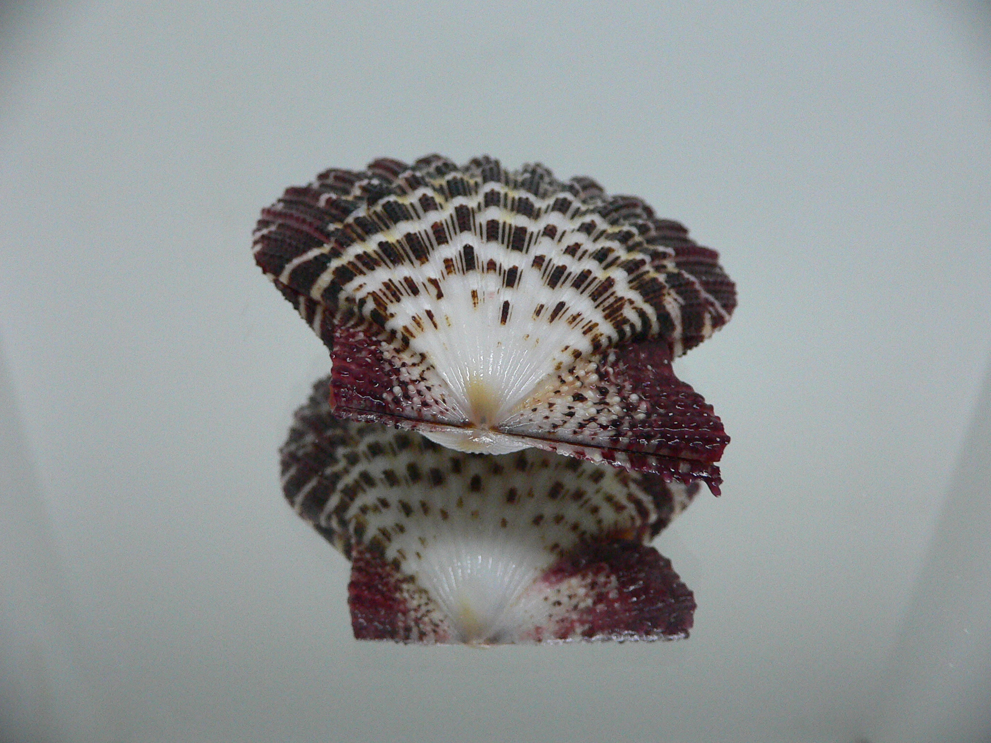 Gloripallium pallium HEAVY