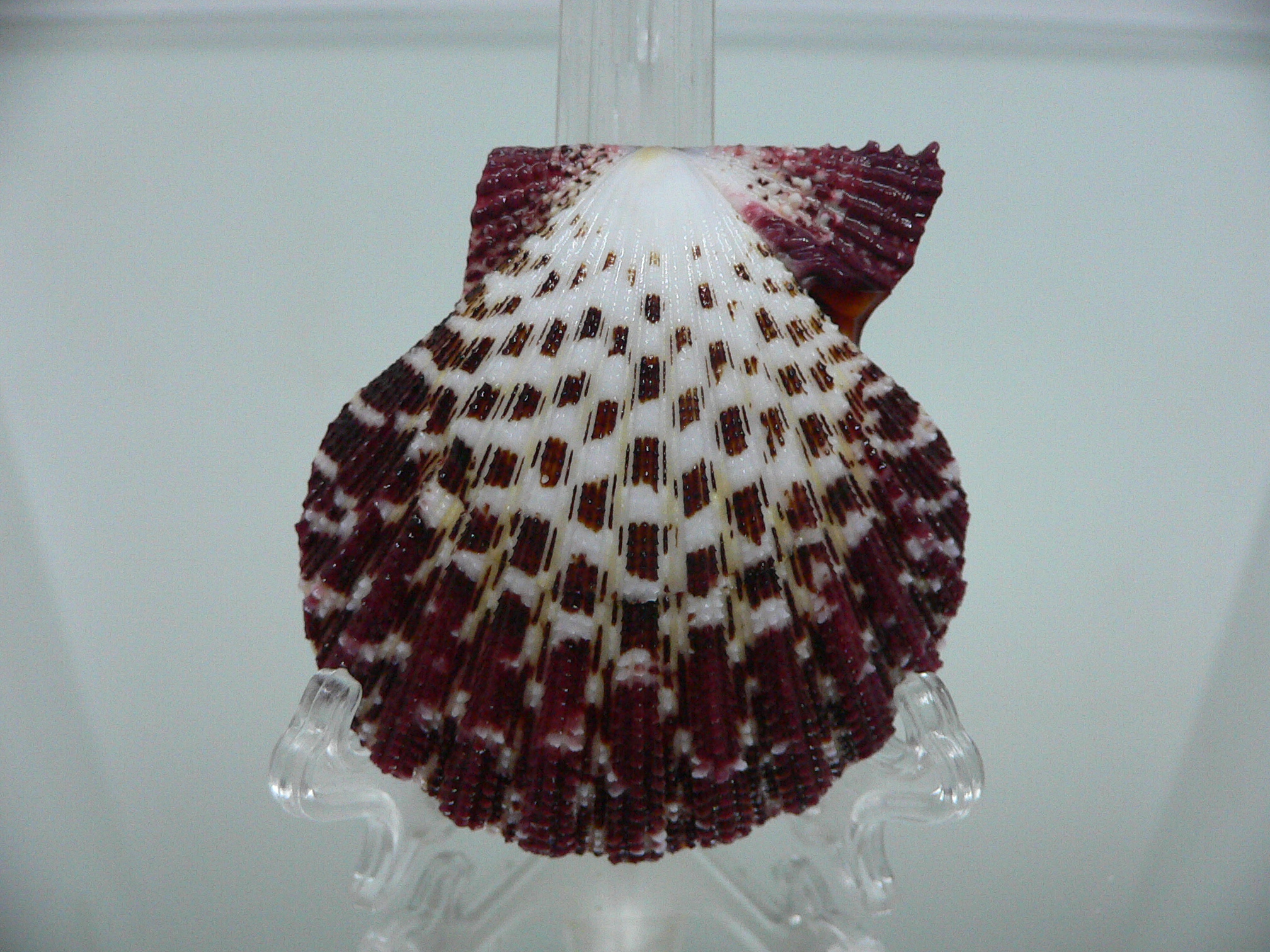 Gloripallium pallium HEAVY