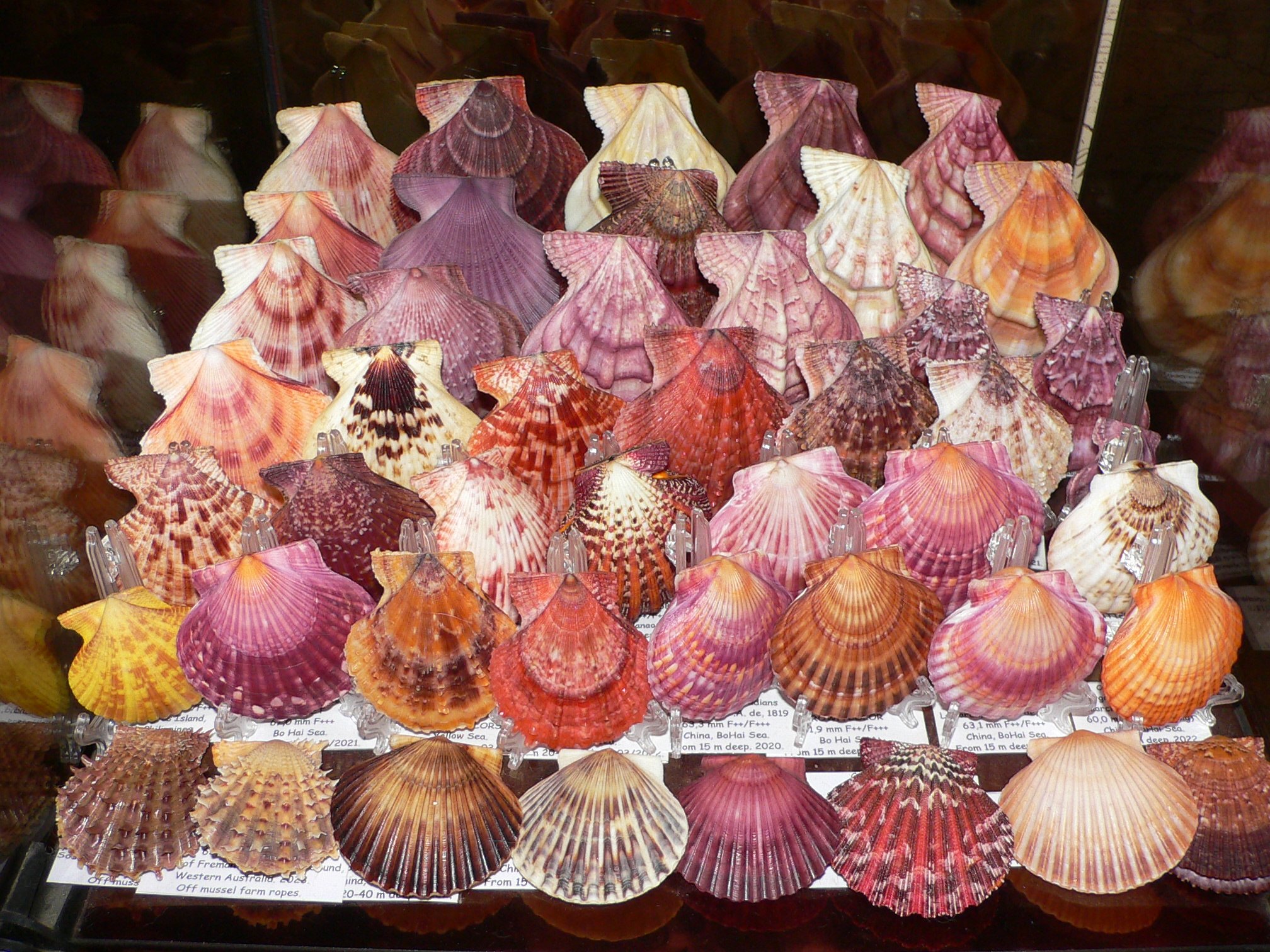 Gloripallium pallium HEAVY