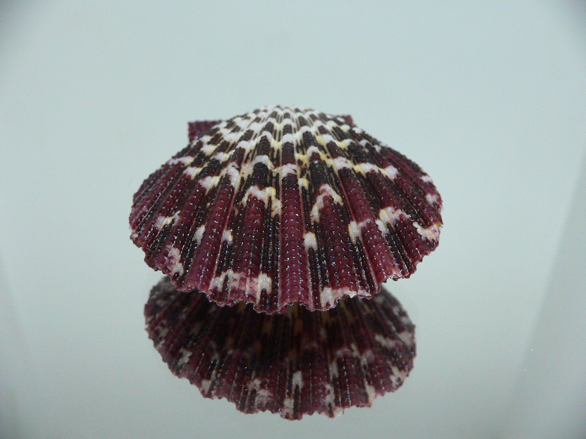 Gloripallium pallium HEAVY