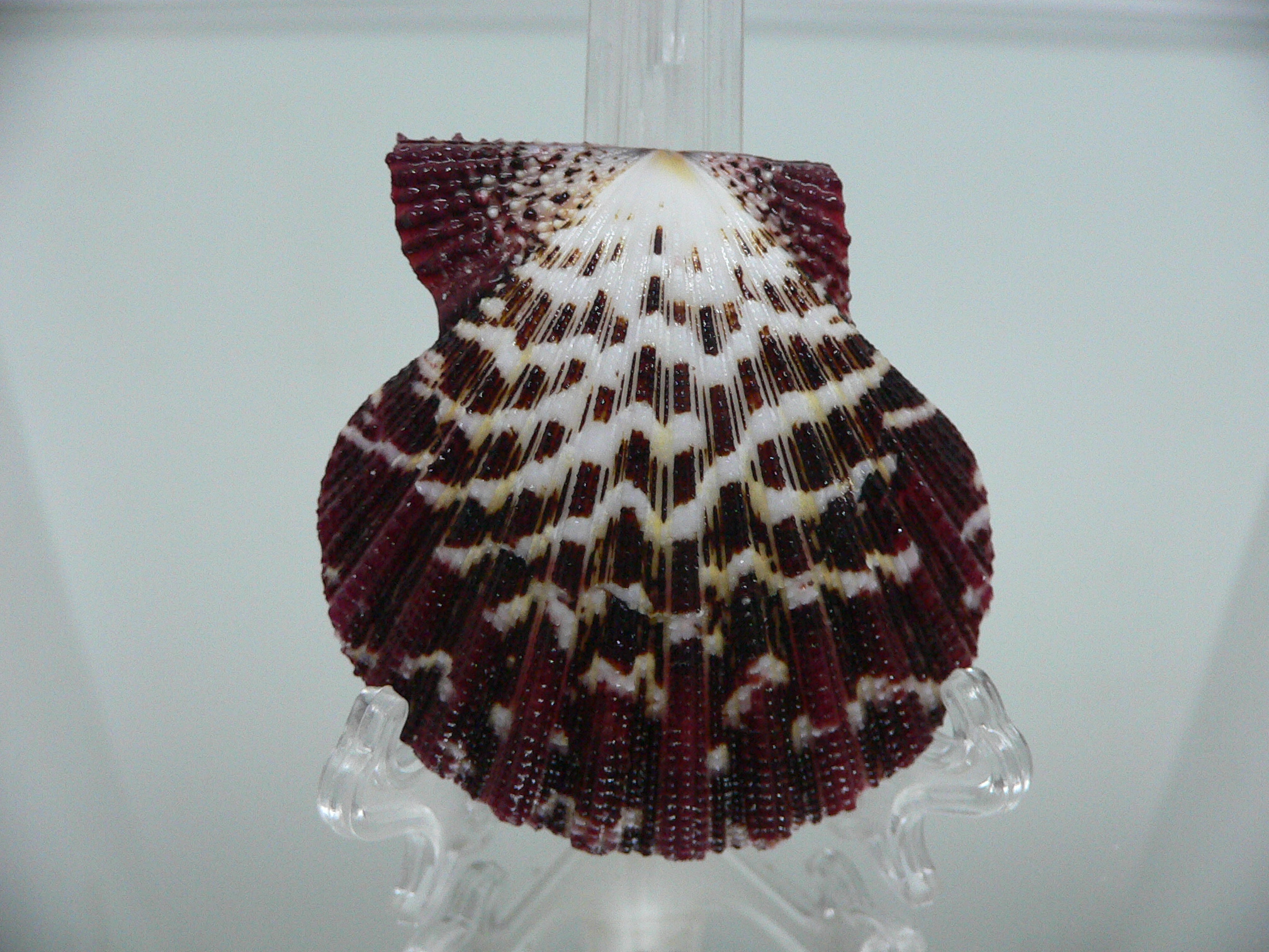 Gloripallium pallium HEAVY