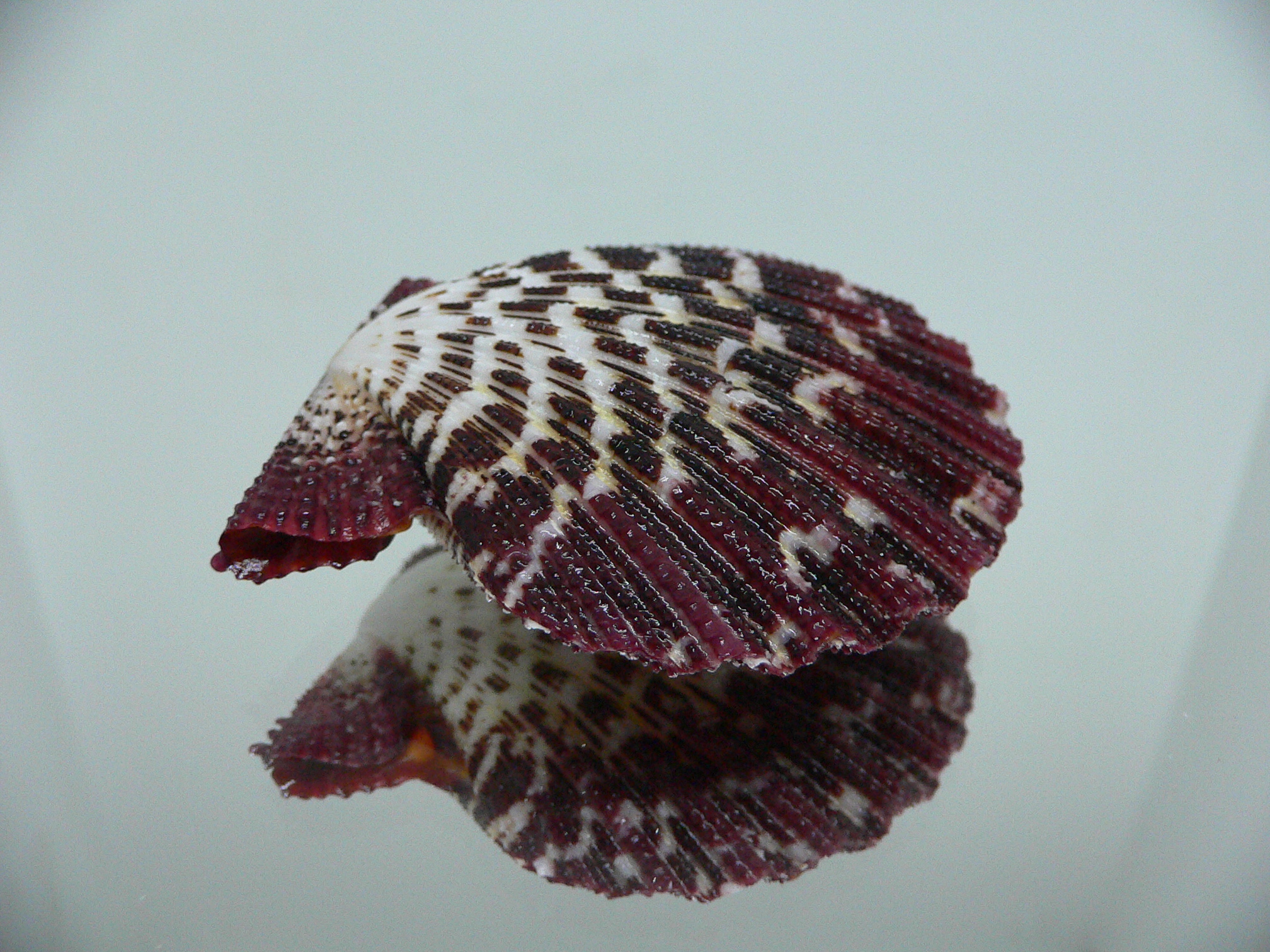 Gloripallium pallium HEAVY