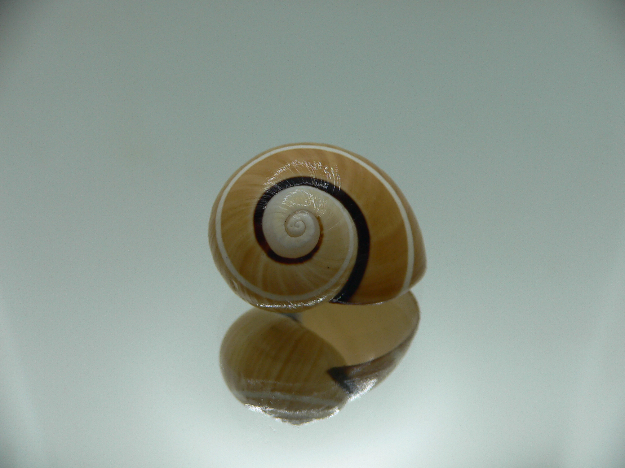 Polymita picta nigrolimbata VERY RARE