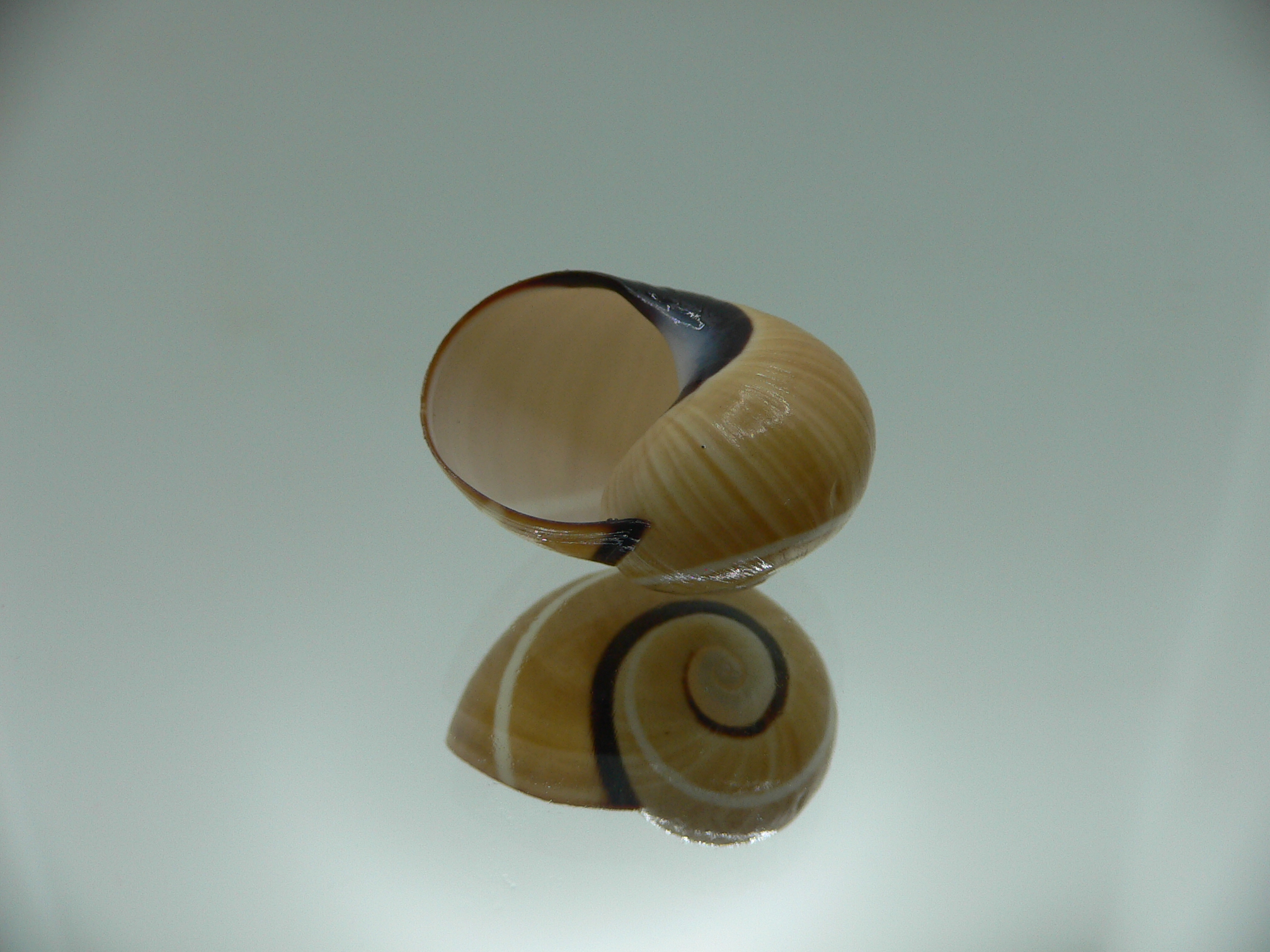 Polymita picta nigrolimbata VERY RARE