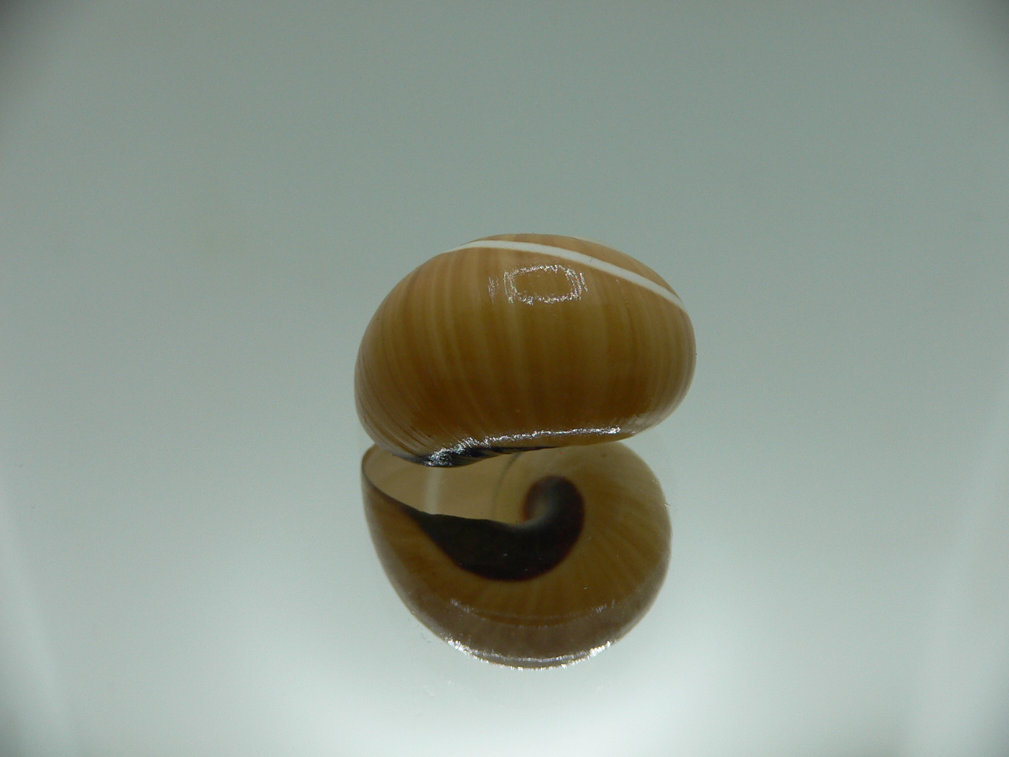 Polymita picta nigrolimbata VERY RARE