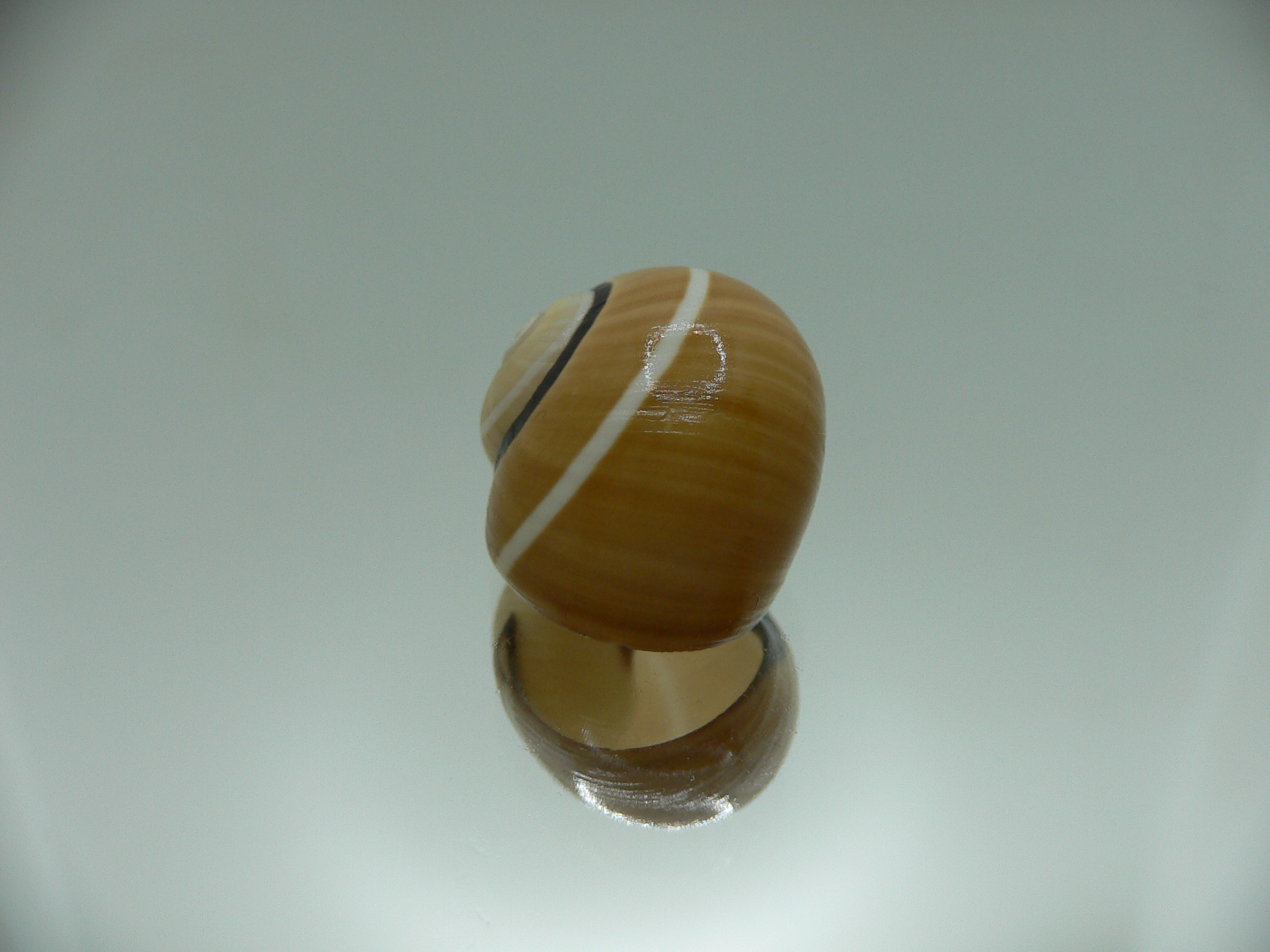 Polymita picta nigrolimbata VERY RARE