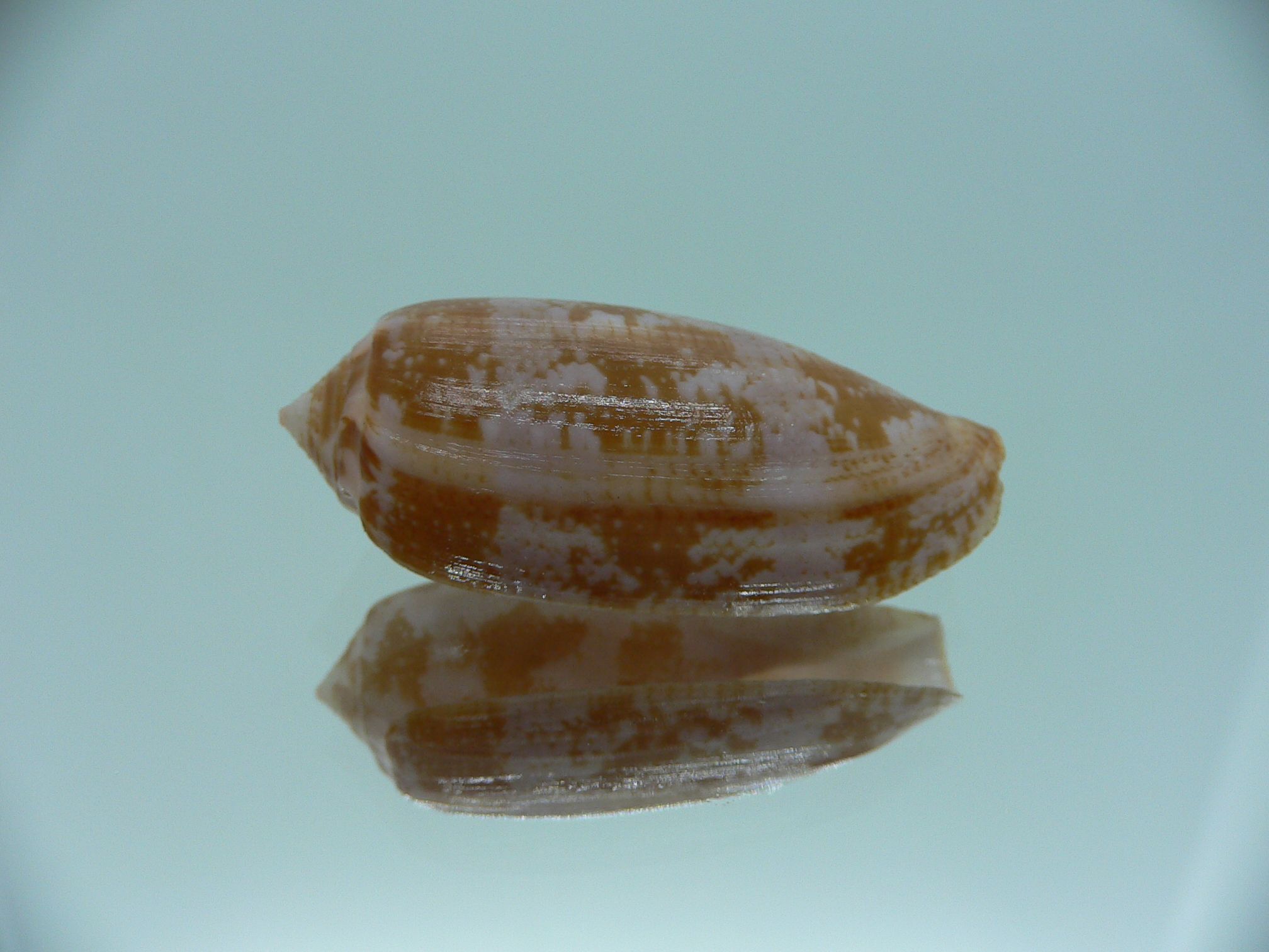 Conus obscurus GOOD SIZE