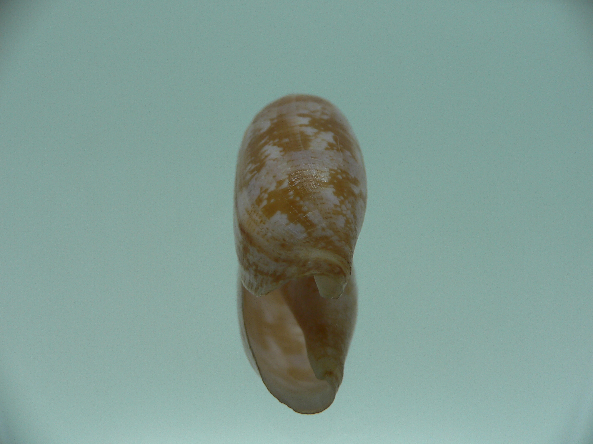 Conus obscurus GOOD SIZE