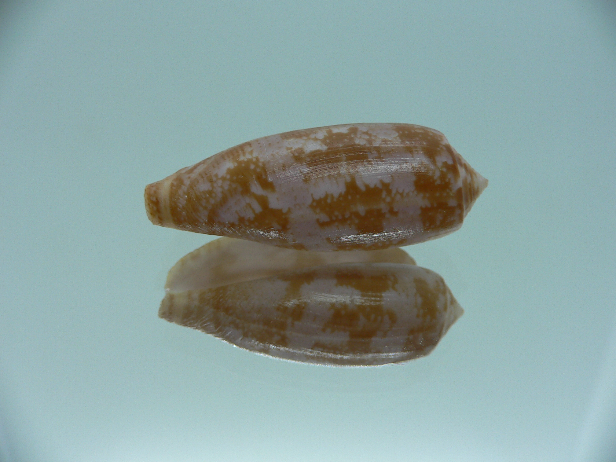 Conus obscurus GOOD SIZE