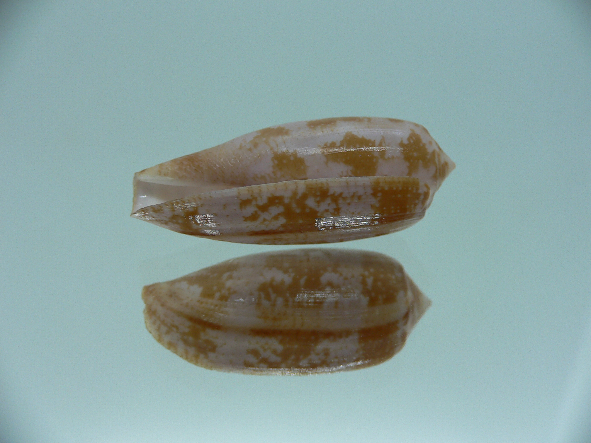 Conus obscurus GOOD SIZE