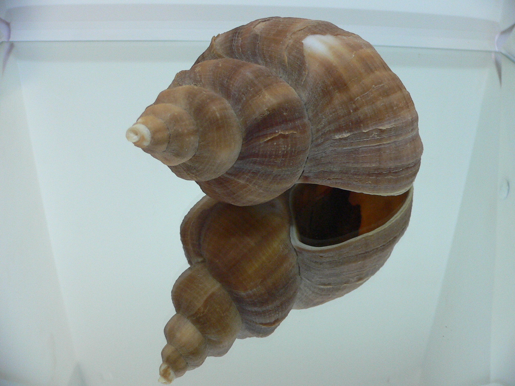 Neptunea constricta KEELS