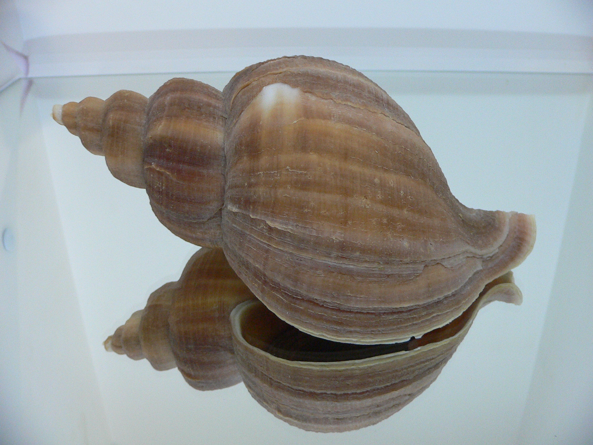 Neptunea constricta KEELS