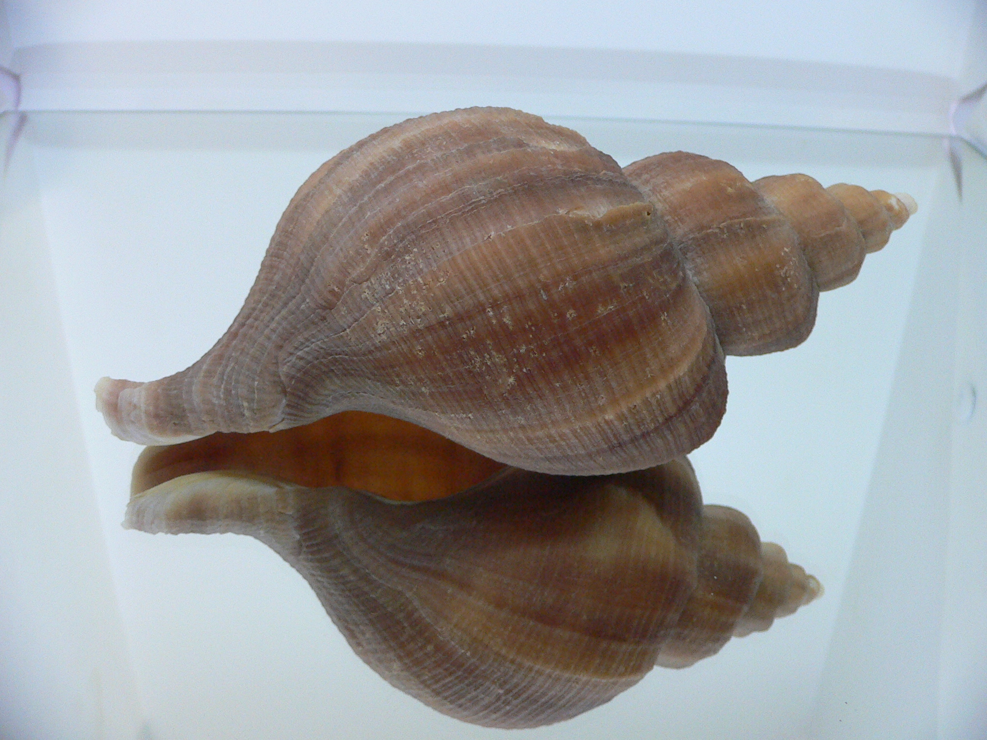 Neptunea constricta KEELS