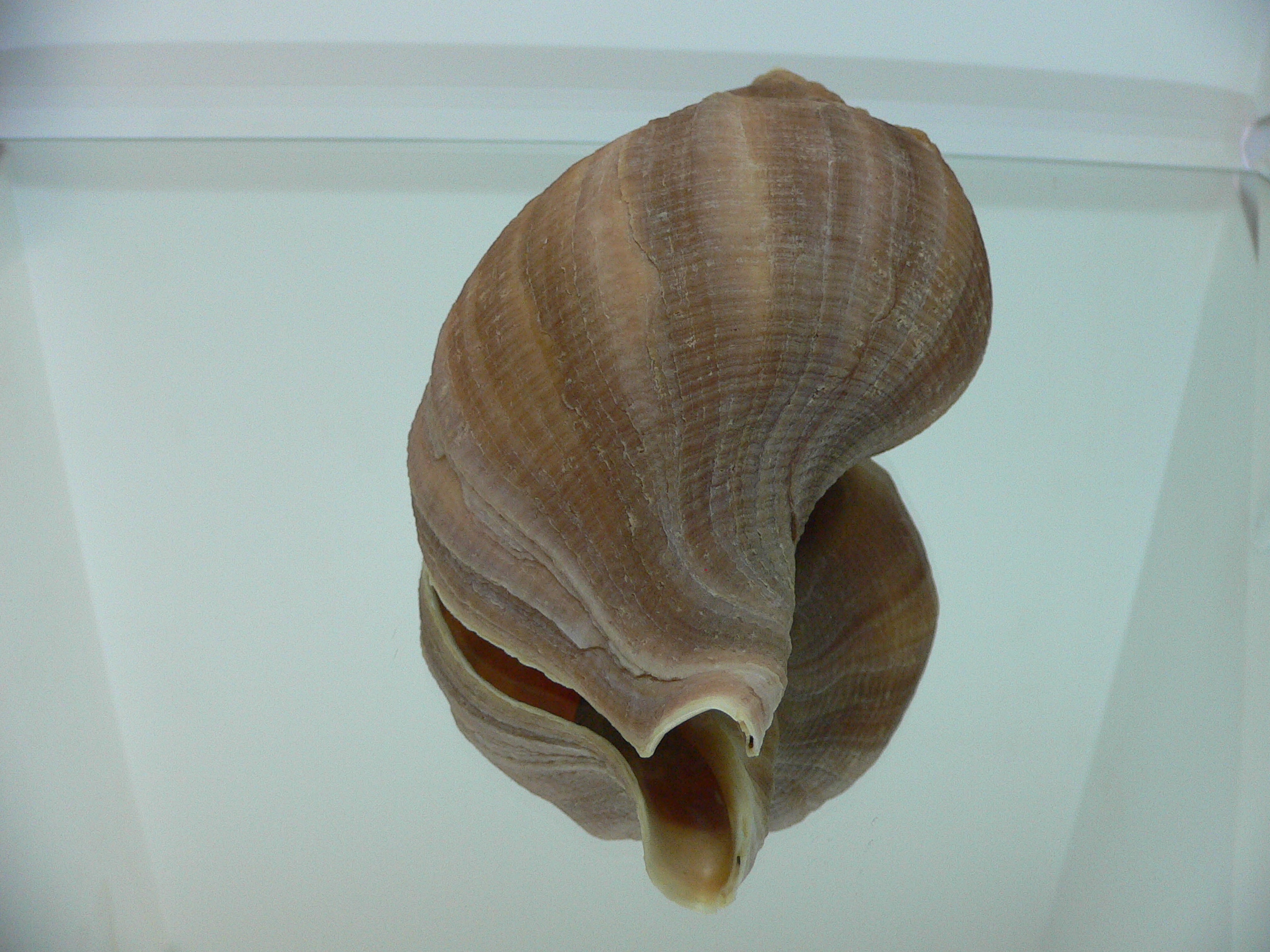 Neptunea constricta KEELS