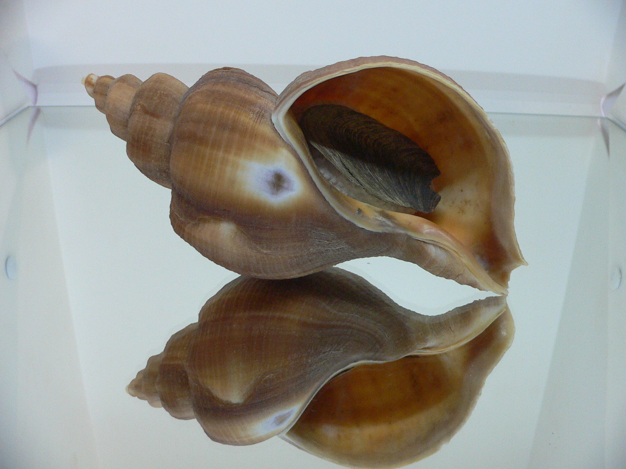 Neptunea constricta KEELS