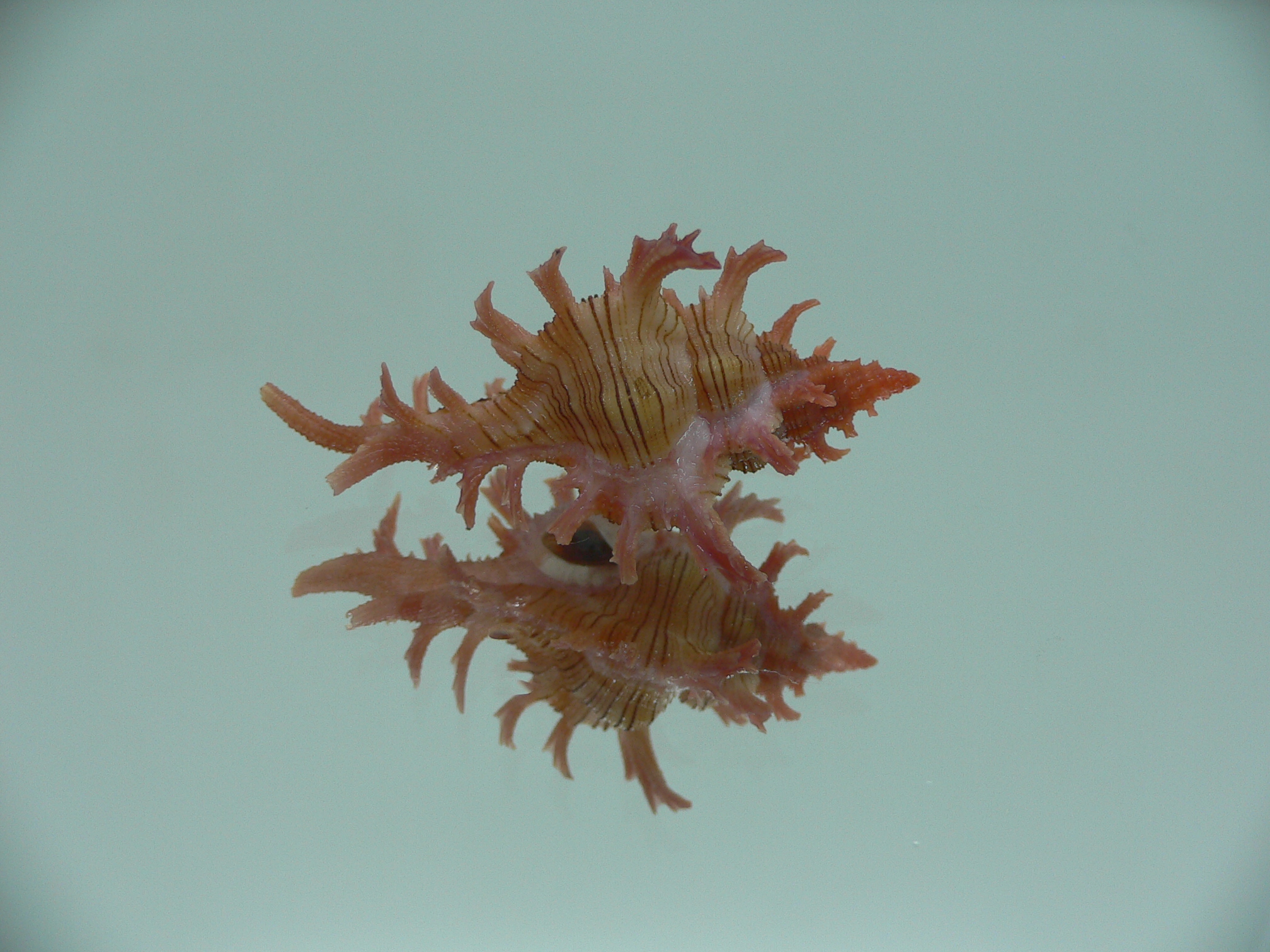 Chicoreus aculeatus BABY