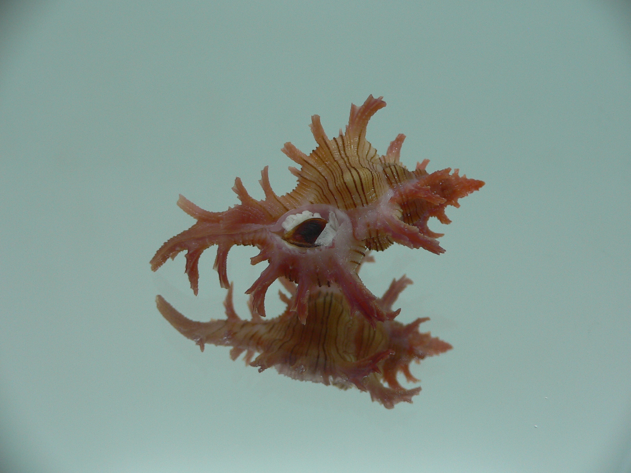 Chicoreus aculeatus BABY