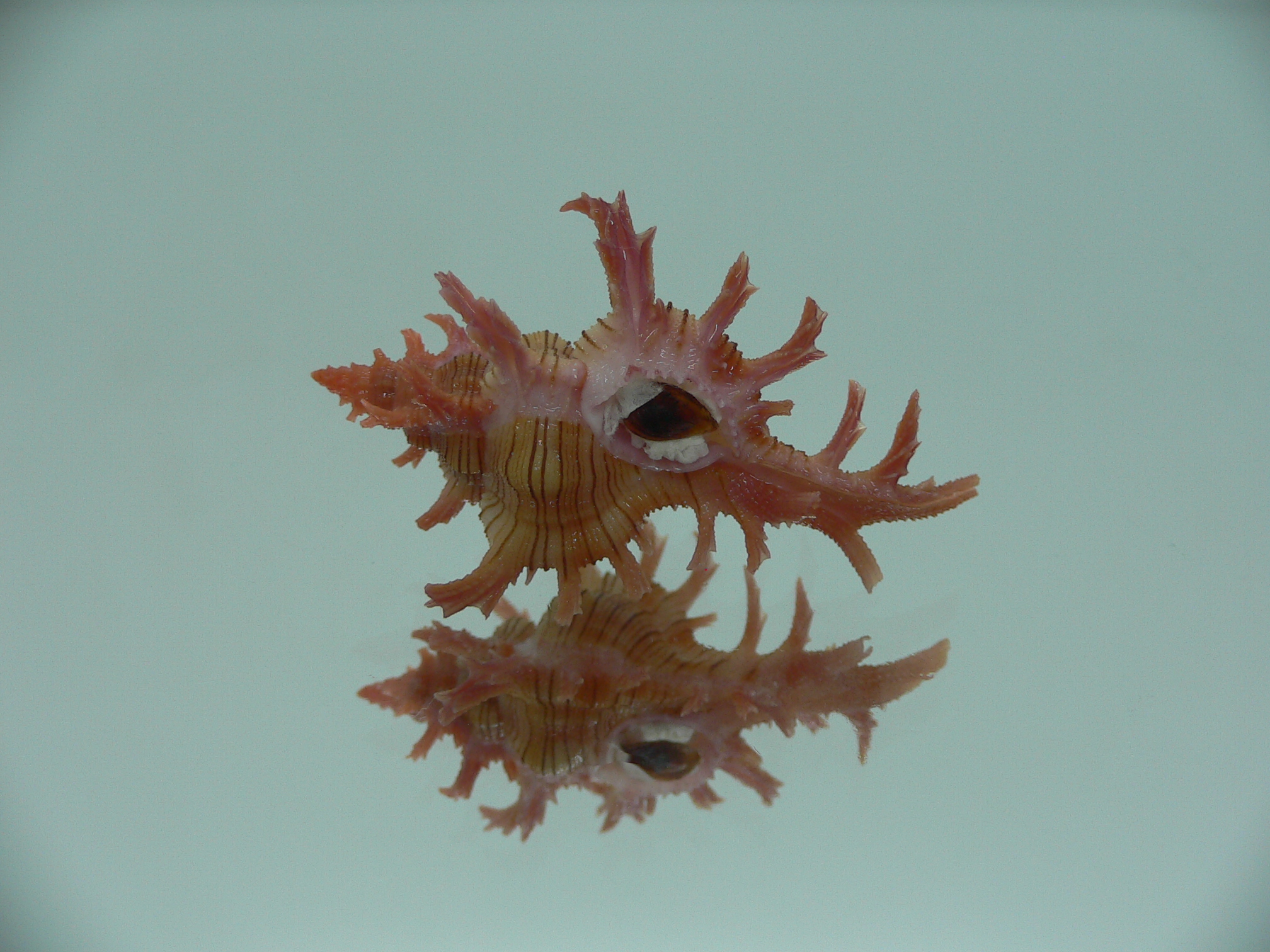 Chicoreus aculeatus BABY