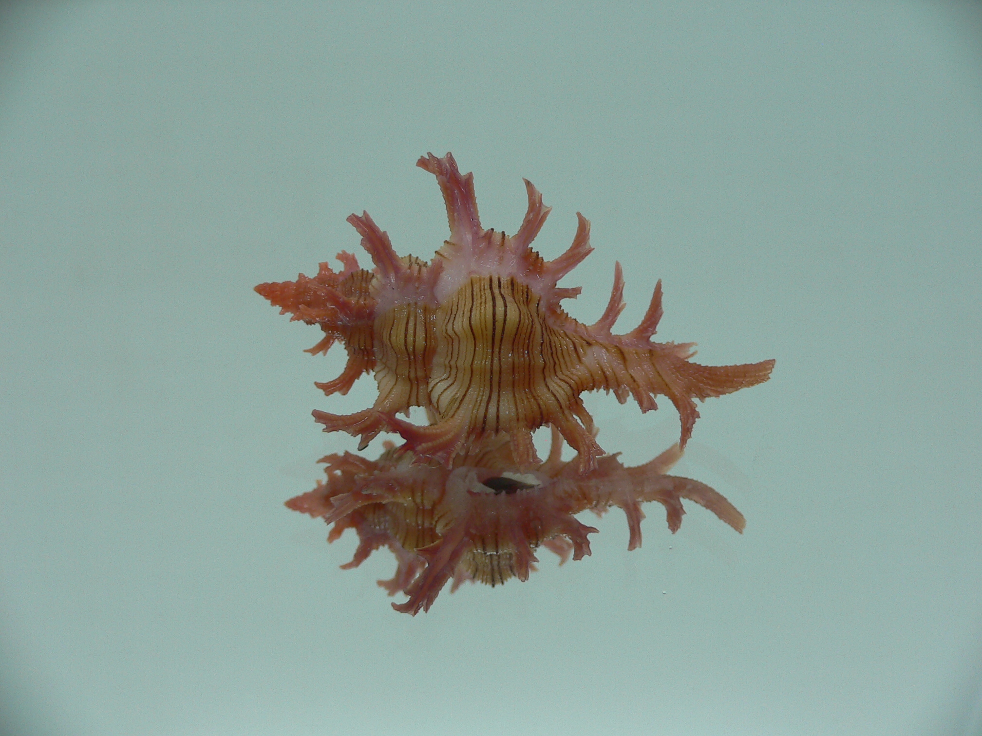 Chicoreus aculeatus BABY