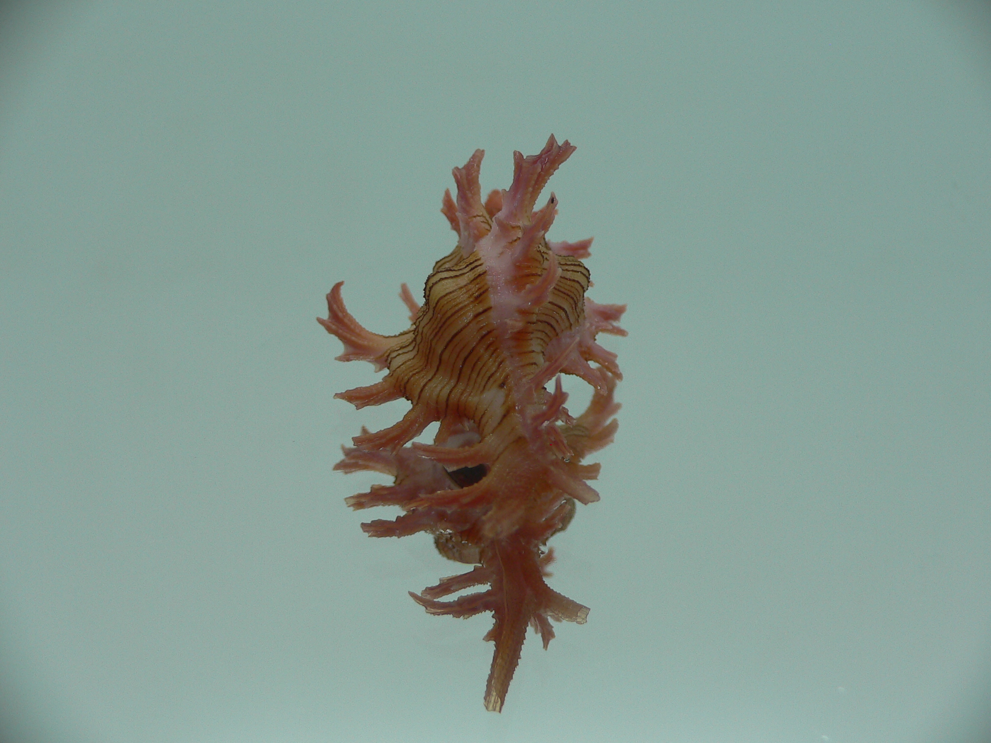Chicoreus aculeatus BABY
