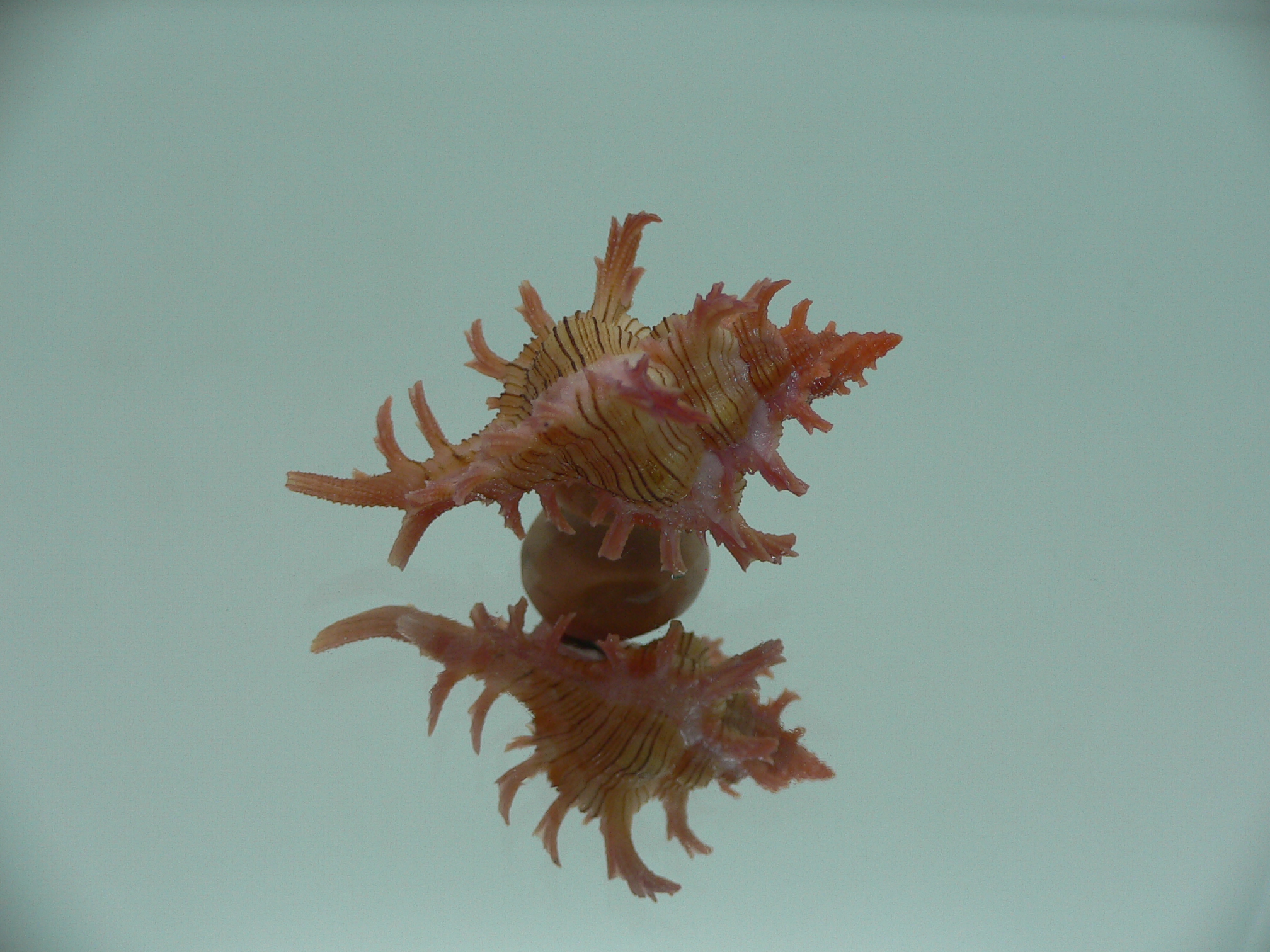 Chicoreus aculeatus BABY